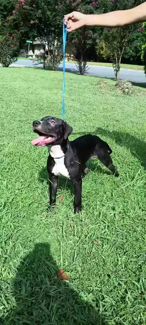 Donatello, Pitbull terrier Dog for adoption in Lilburn, GA, 30047