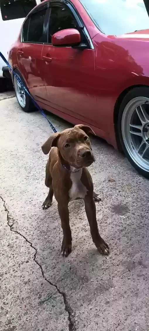 Jerry, Pitbull terrier Dog for adoption in Lilburn, GA, 30047