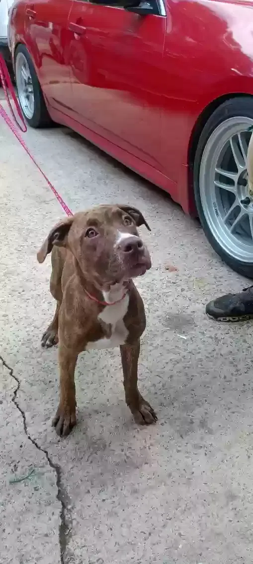 Princess, Pitbull terrier Dog for adoption in Lilburn, GA, 30047