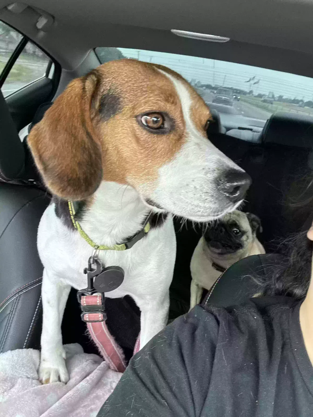 Dog, Beagle Dog for adoption in Royse City, TX, 75189