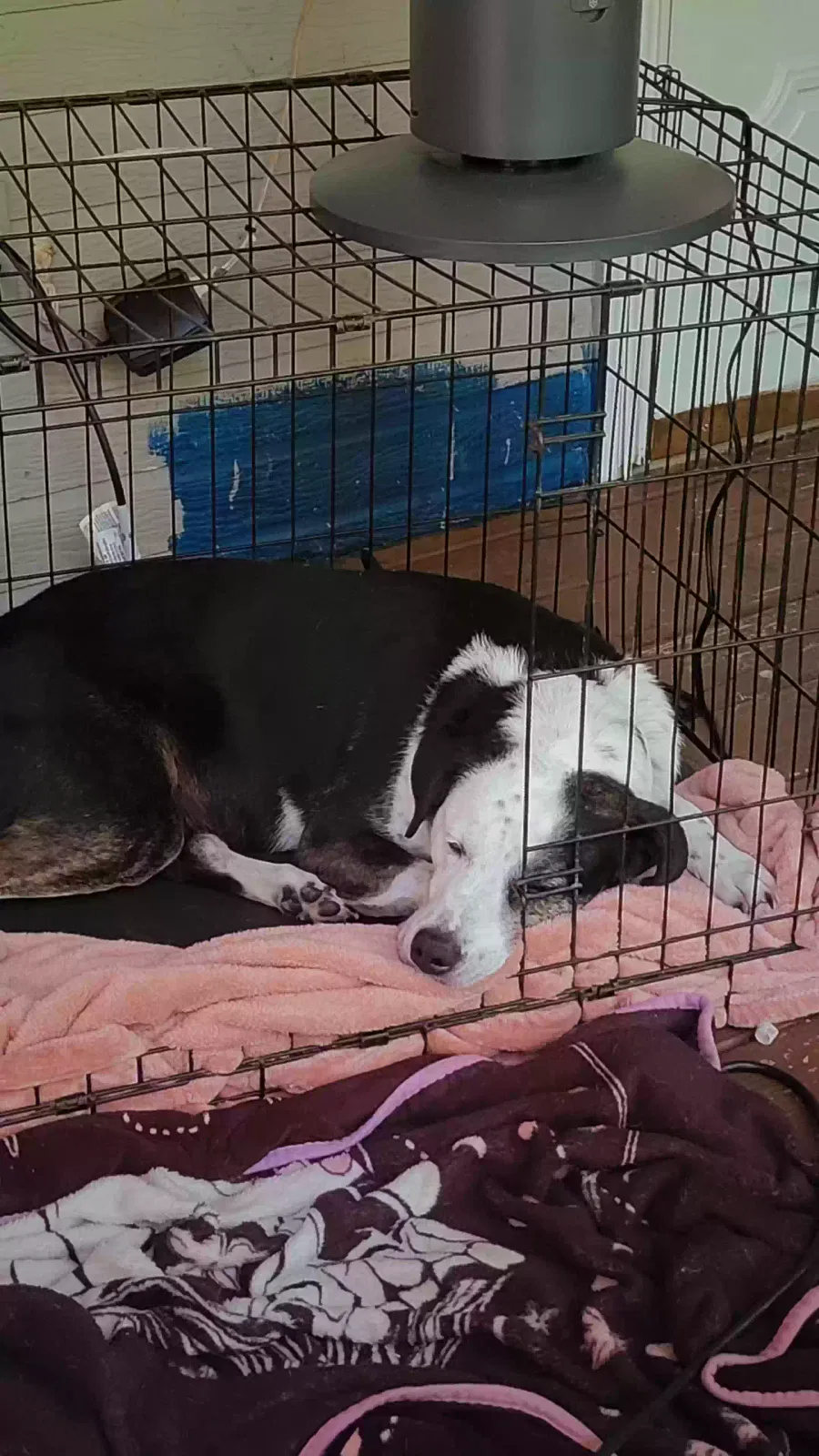 Harley, Unknown Dog for adoption in Mc Calla, AL, 35111