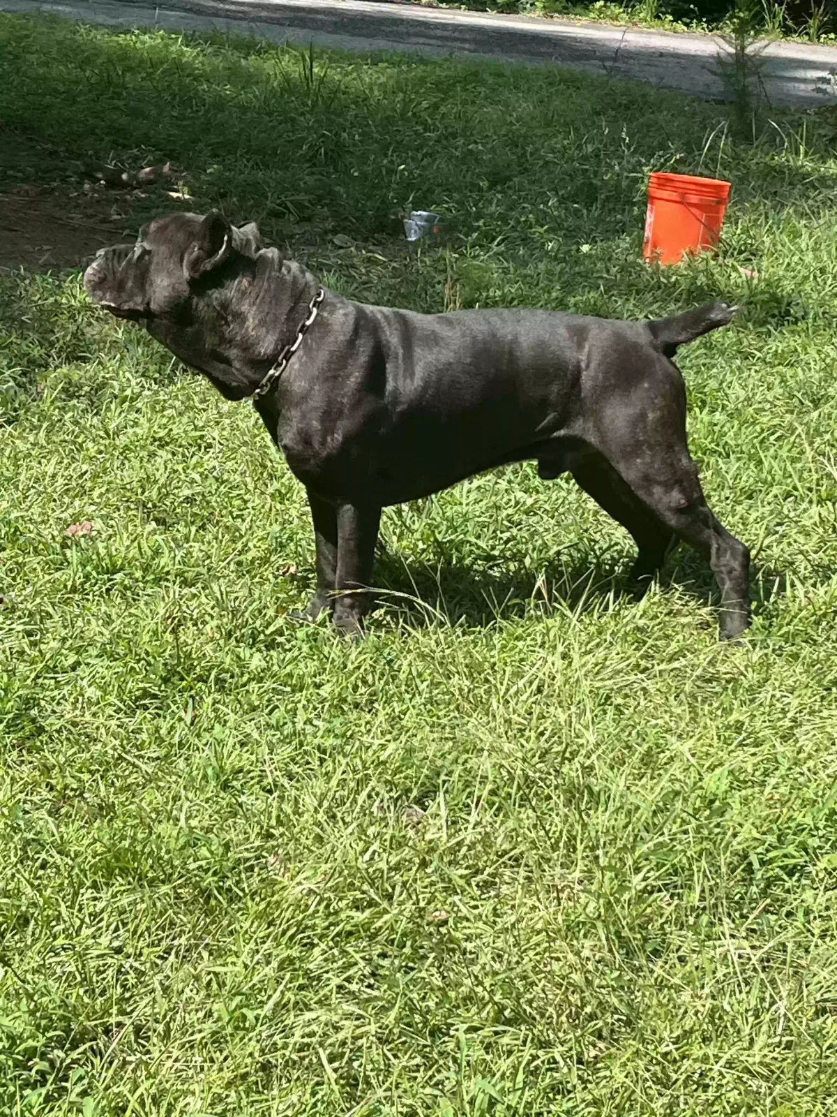 Seven, Cane Corso Dog for adoption in Stockbridge, GA, 30281