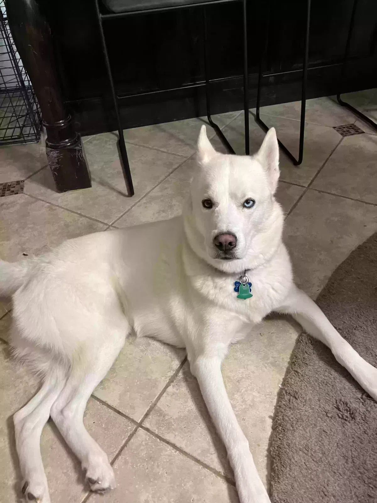 Perry, Husky Dog for adoption in Mckinney, TX, 75071