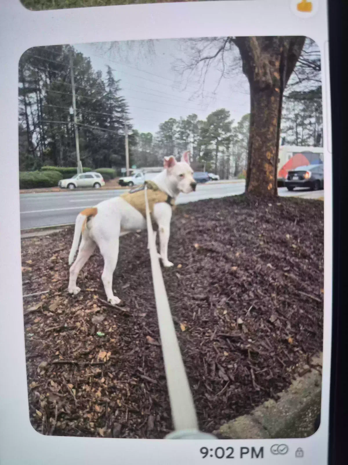 Dog, Pit Dog for adoption in Bethlehem, GA, 30620