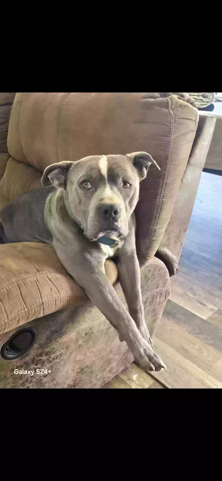 Dog, Blue nose pocket pit Dog for adoption in Section, AL, 35771