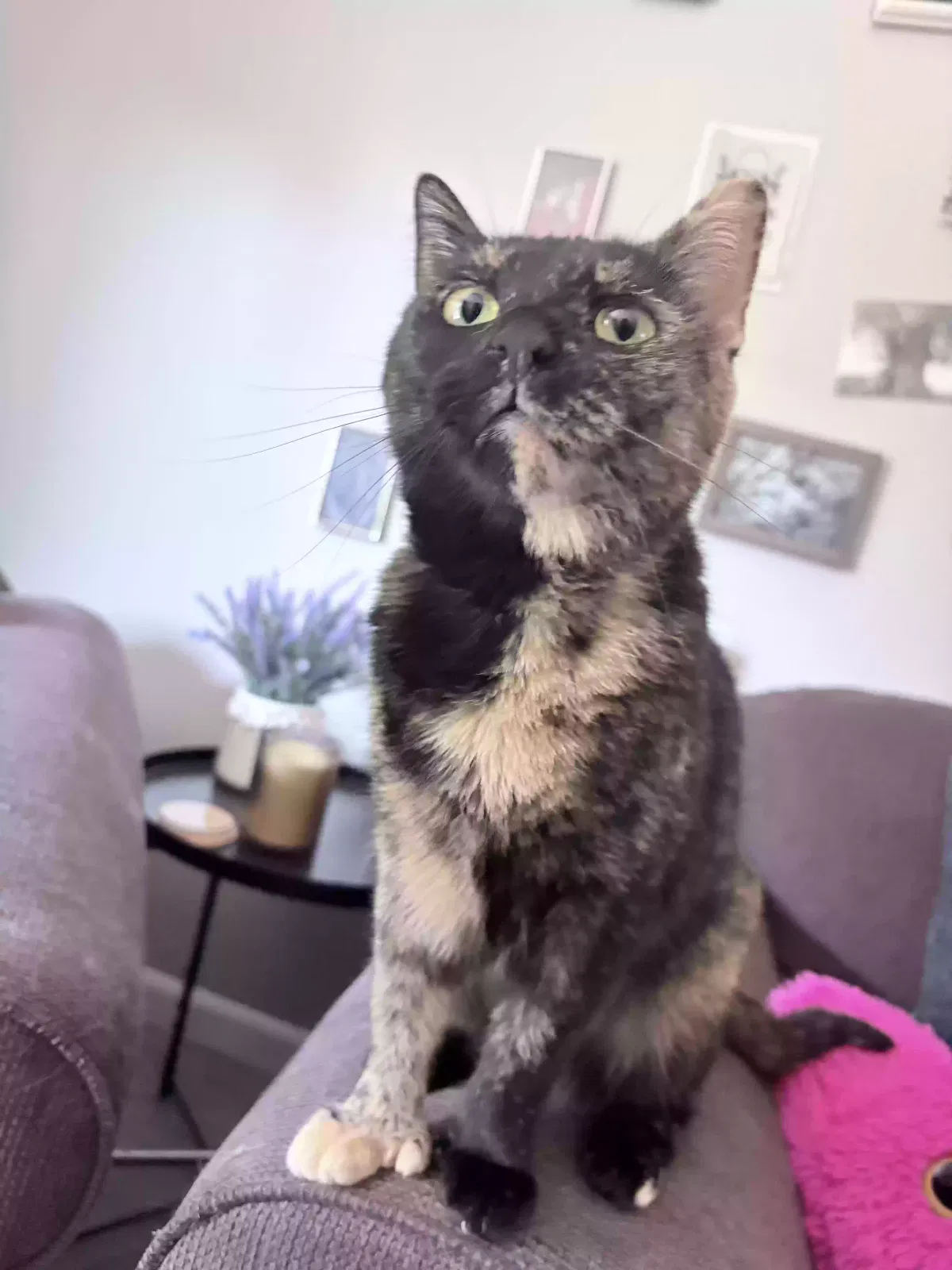 butters, Unknown Cat for adoption in Enfield, CT, 6082
