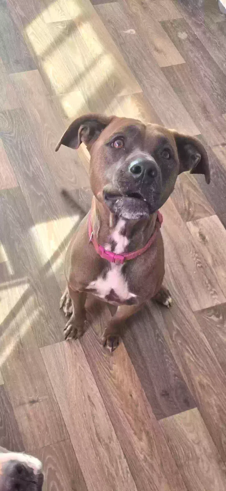 Coco, Pit mix Dog for adoption in Section, AL, 35771