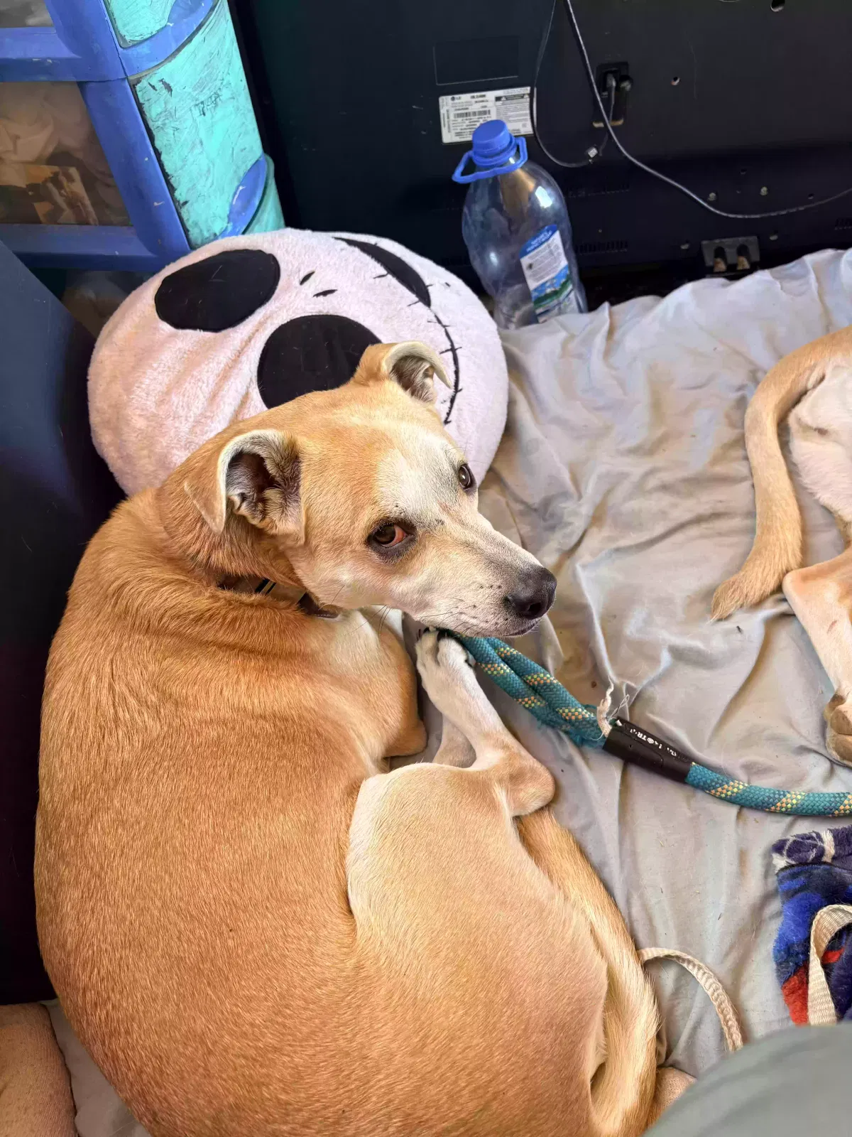 Draco, Mixed breed Dog for adoption in Kirkland, AZ, 86332