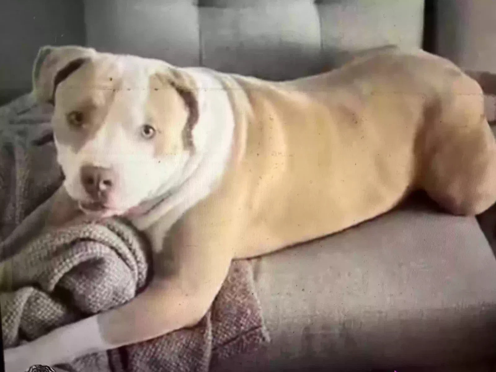 Kylo, Pit Bull Dog for adoption in Encino, CA, 91316
