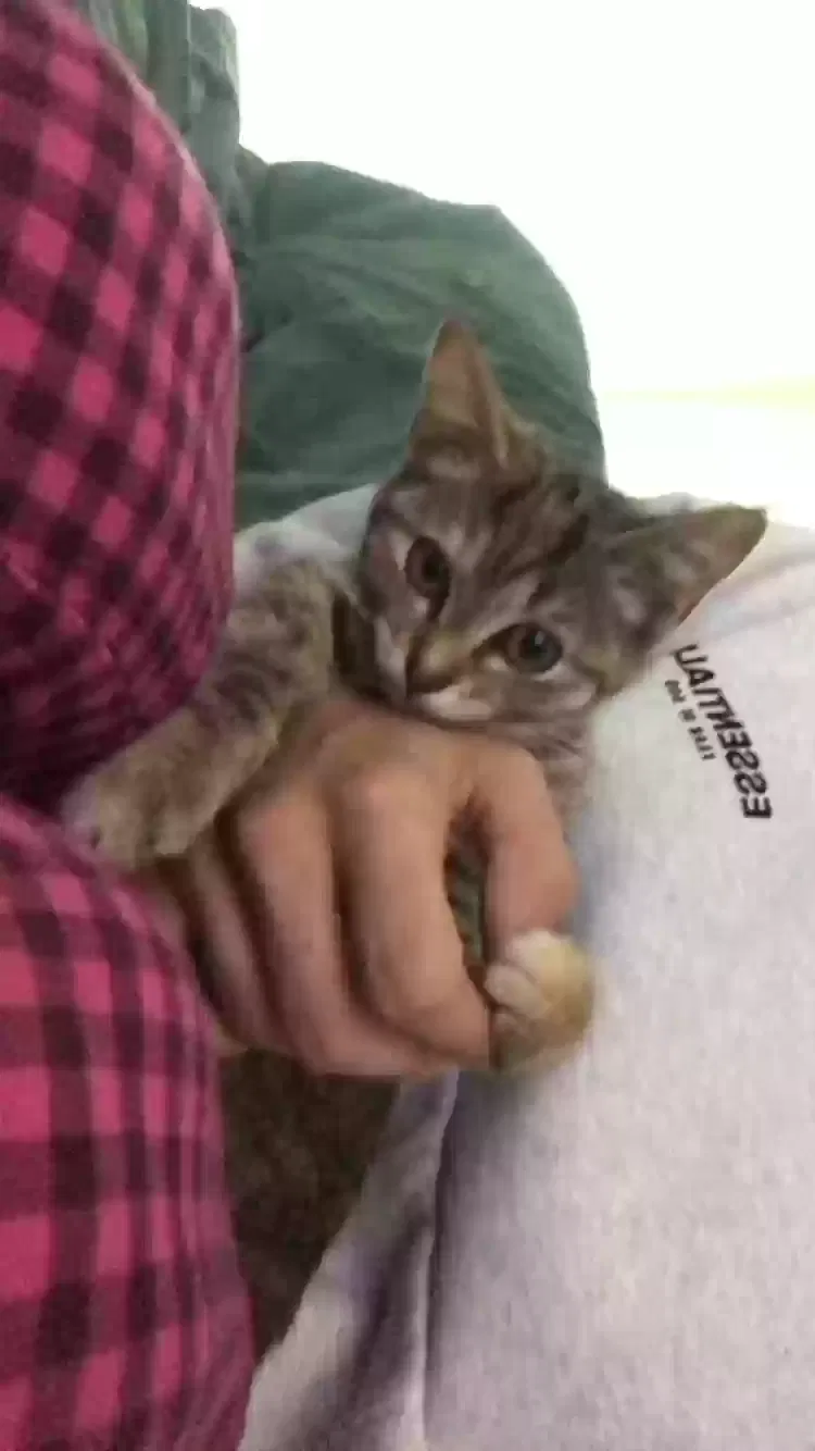 Dash, Unknown Cat for adoption in Clarksville, TN, 37042