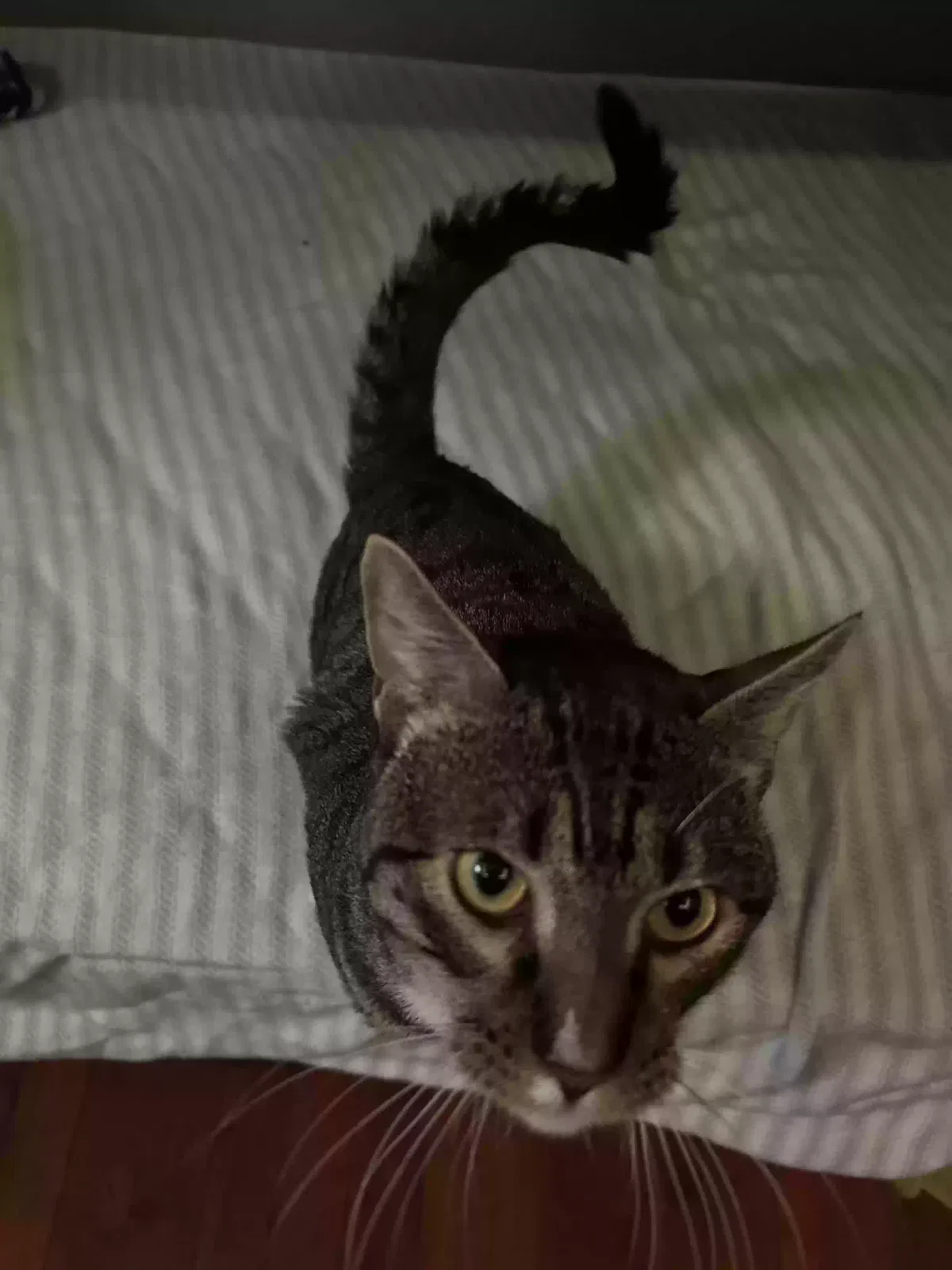 Zeus, Shorthair Cat for adoption in Ozone Park, NY, 11417
