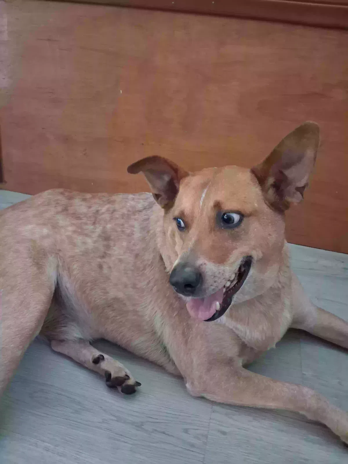 Duke, Heeler Dog for adoption in San Bernardino, CA, 92408