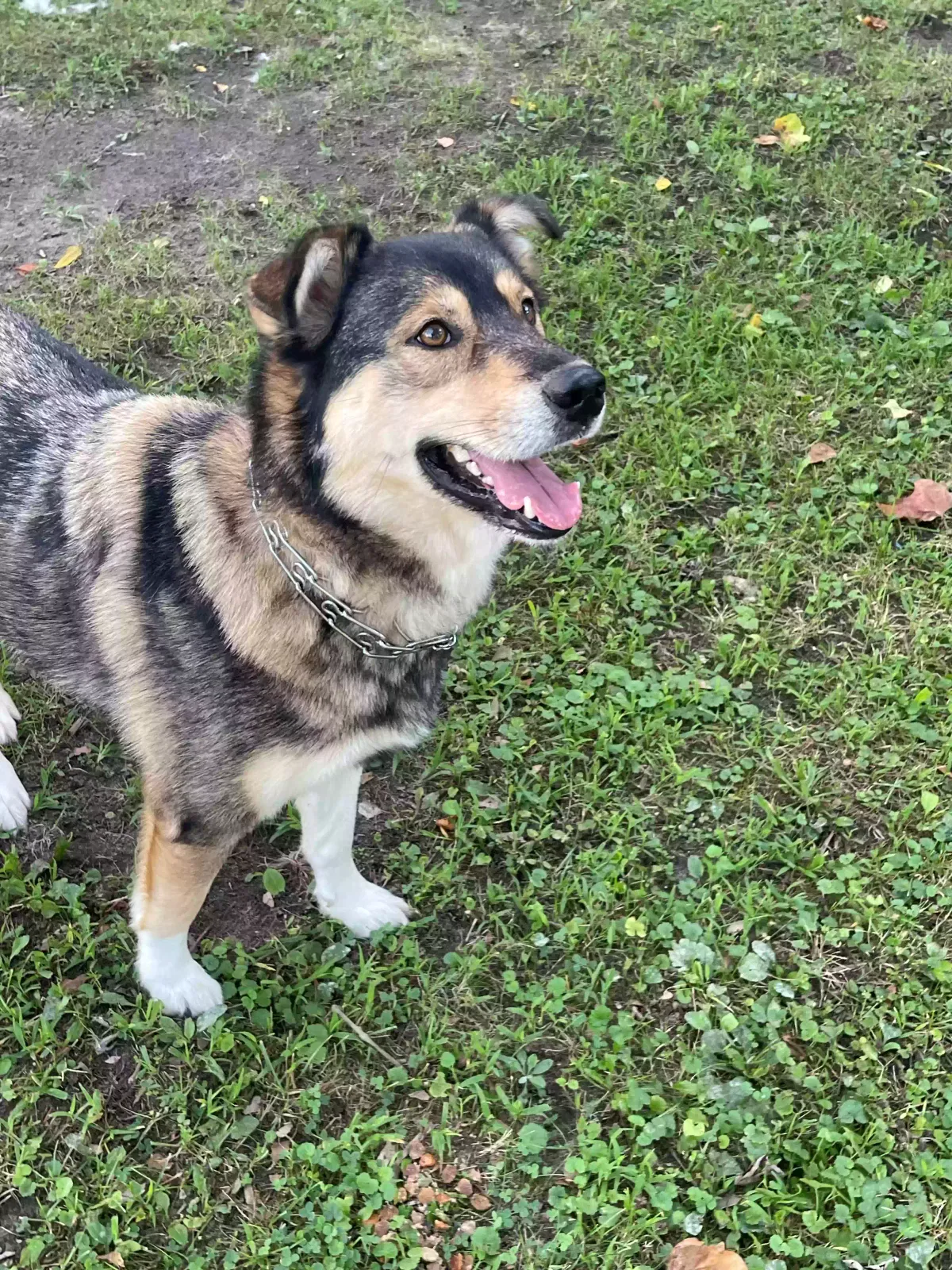 Benny, Husky/aussie/shephard Dog for adoption in Battle Creek, MI, 49037