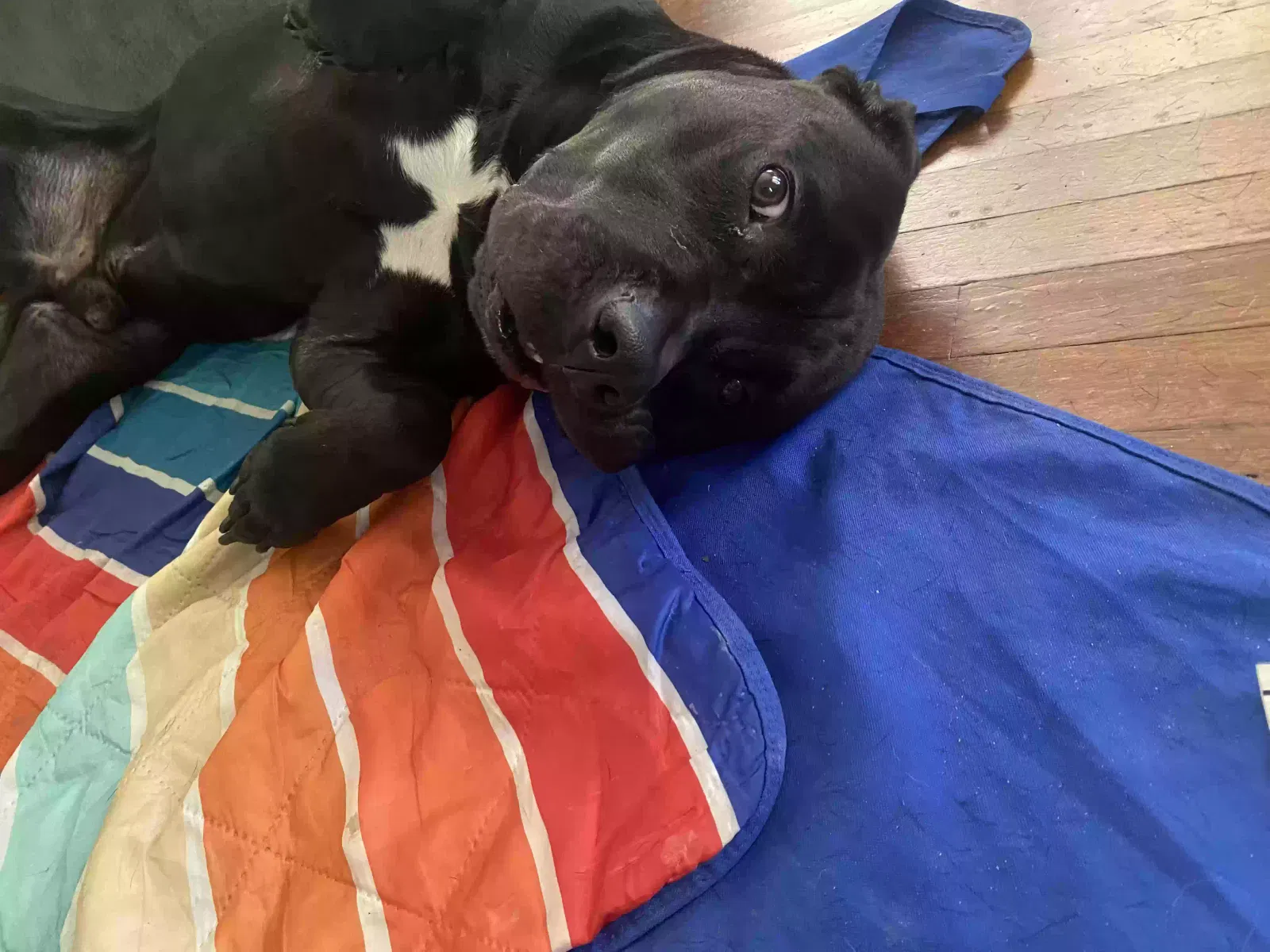 Dog, Unknown Dog for adoption in Kosciusko, MS, 39090