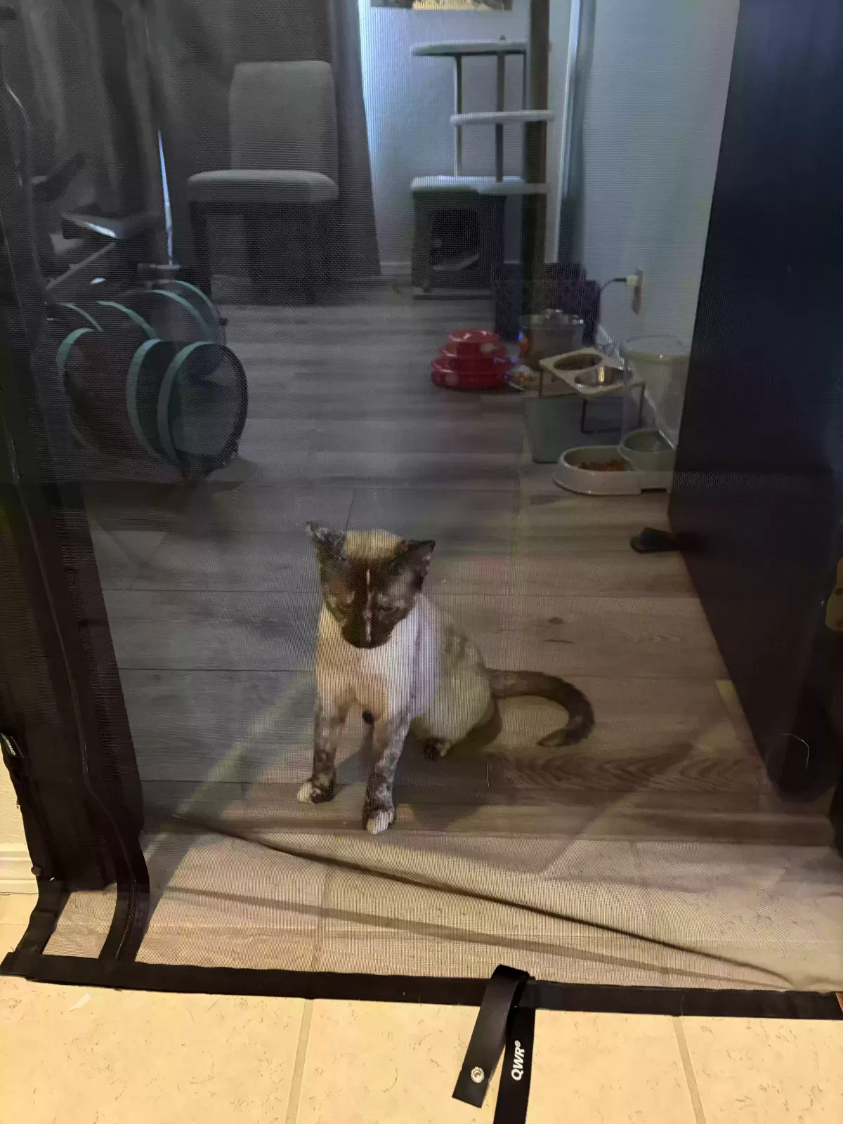 Mabel, Siamese Torti Point Cat for adoption in Visalia, CA, 93277