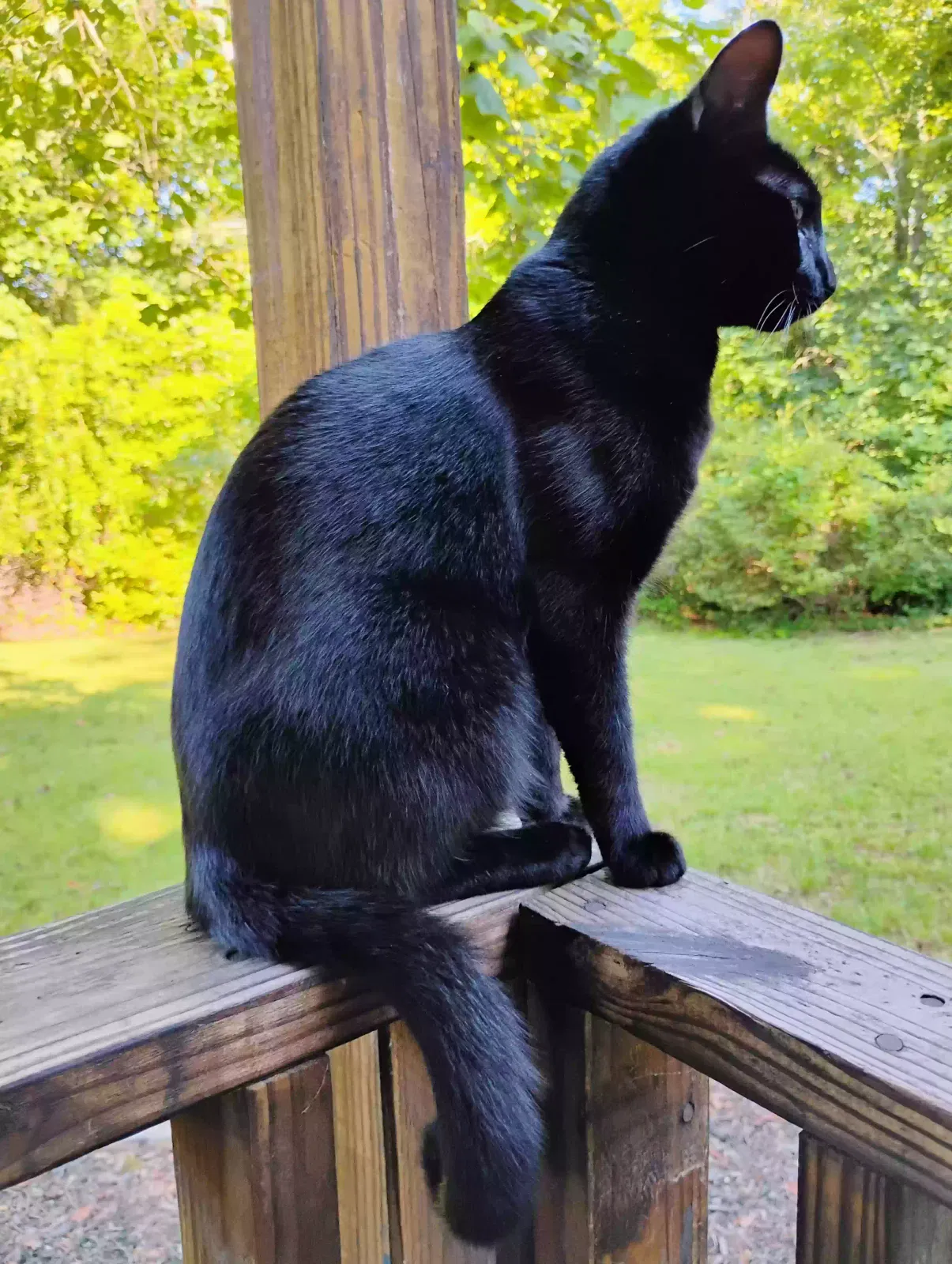 Midnight, Domesticated short hair Cat for adoption in Hays, NC, 28635