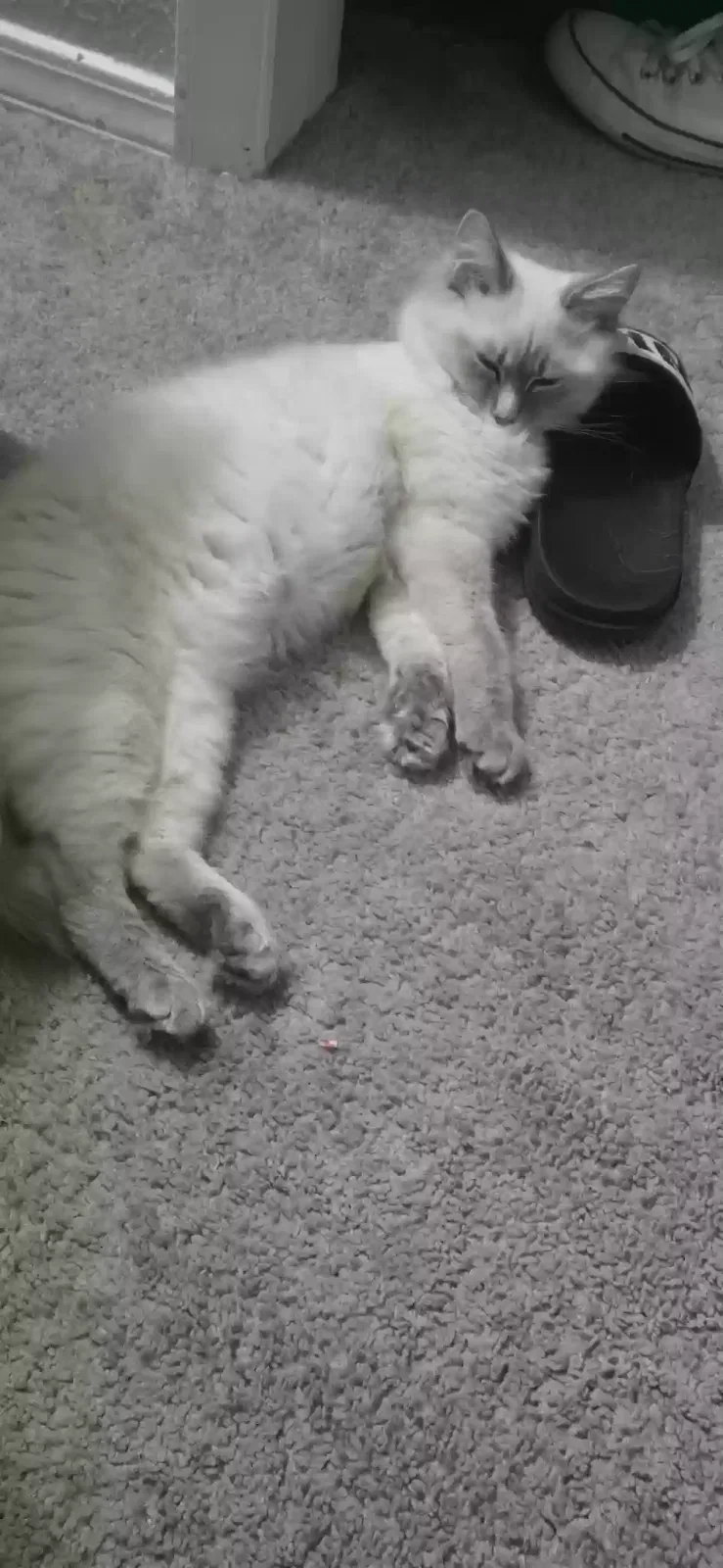 Cat, Long hair domestic/Ragdoll Cat for adoption in Arlington, TX, 76015