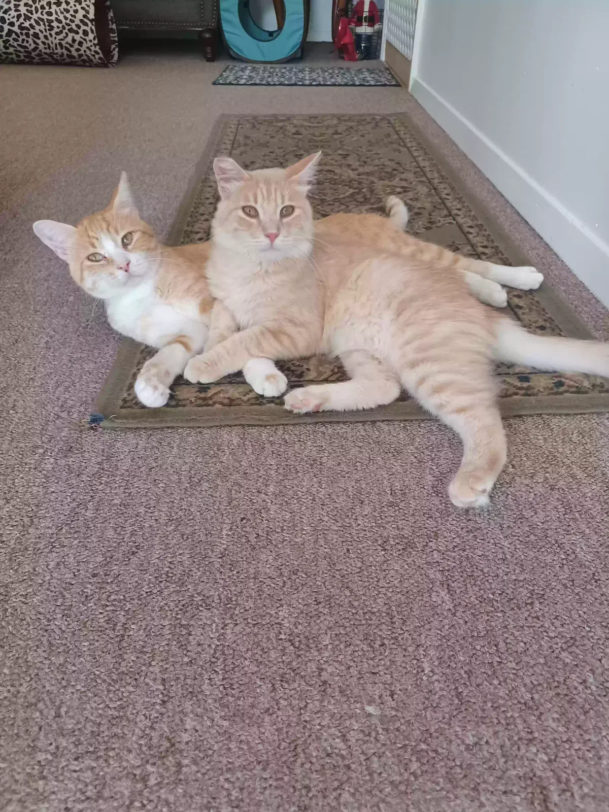 Scout and Whiskers, Unknown Cat for adoption in Osage, IA, 50461