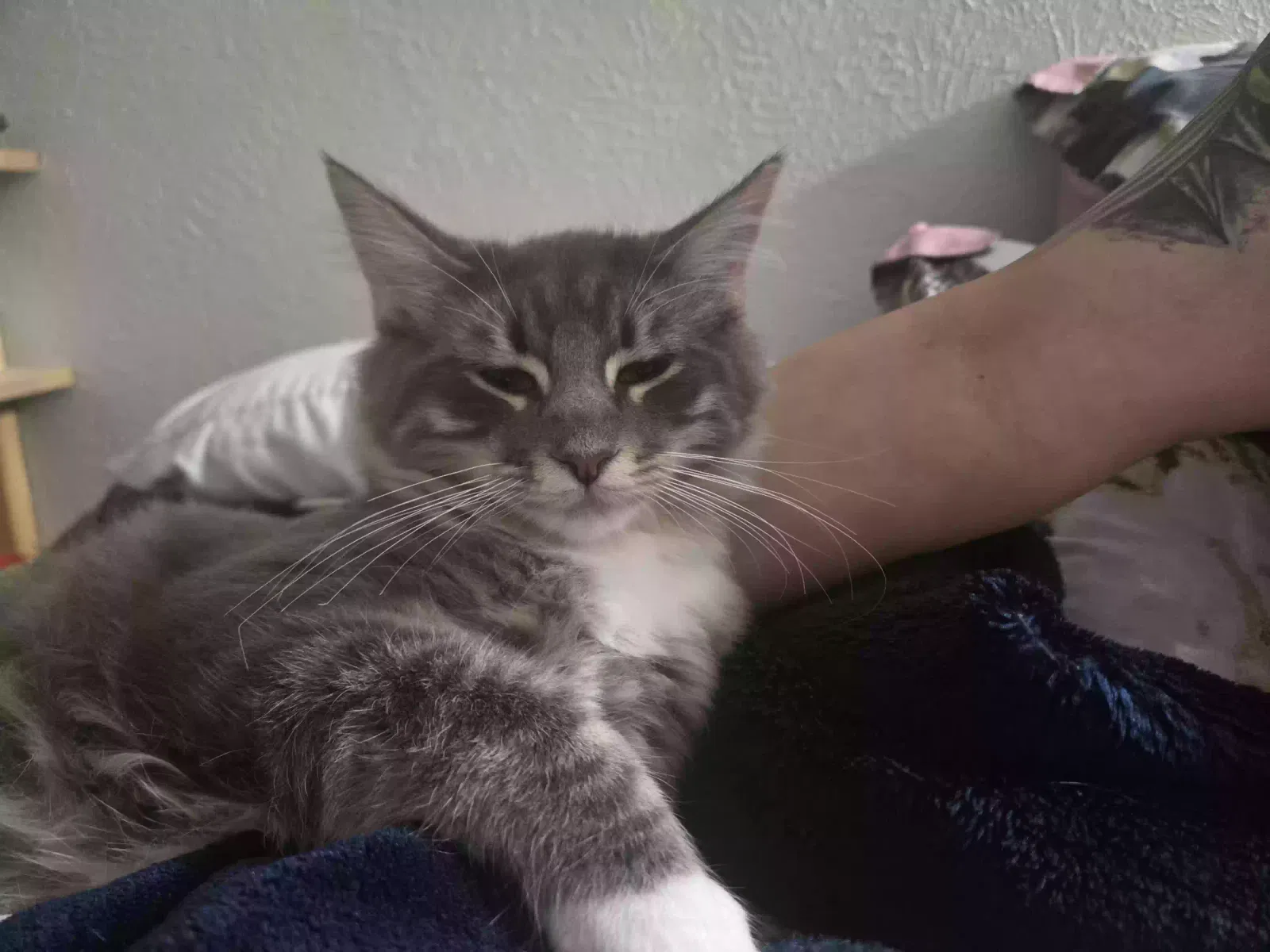 Tom tom, Long hair domestic /Ragdoll Cat for adoption in Arlington, TX, 76015