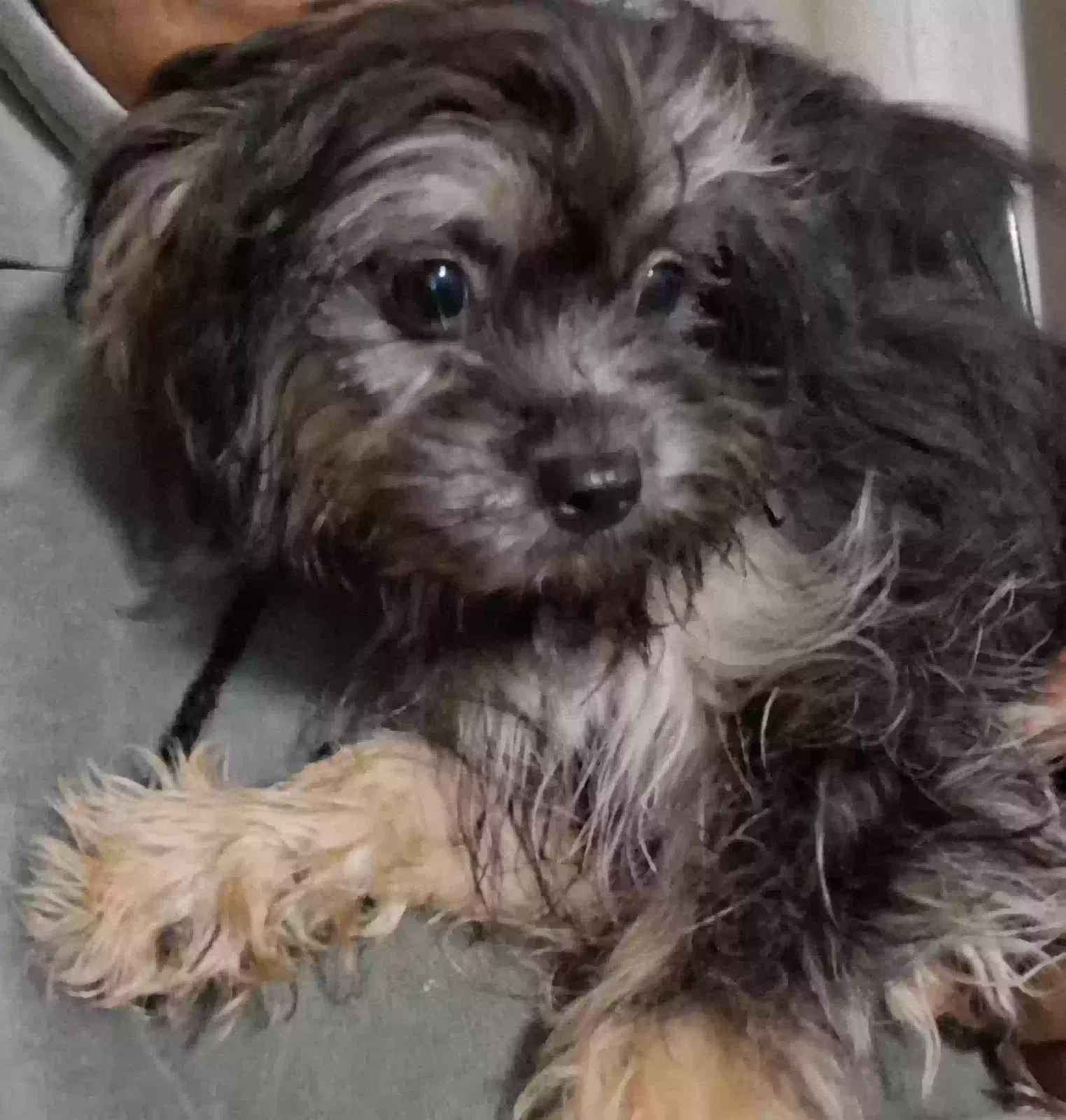 N/a, Sheldon mix with Pomeranian Dog for adoption in Newark, DE, 19711