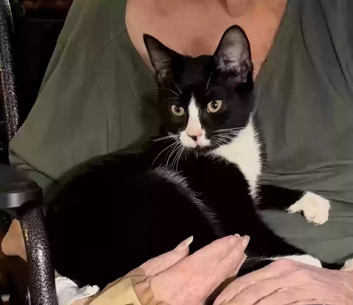 Cat, Black and white “tuxedo” Cat for adoption in Indianapolis, IN, 46268