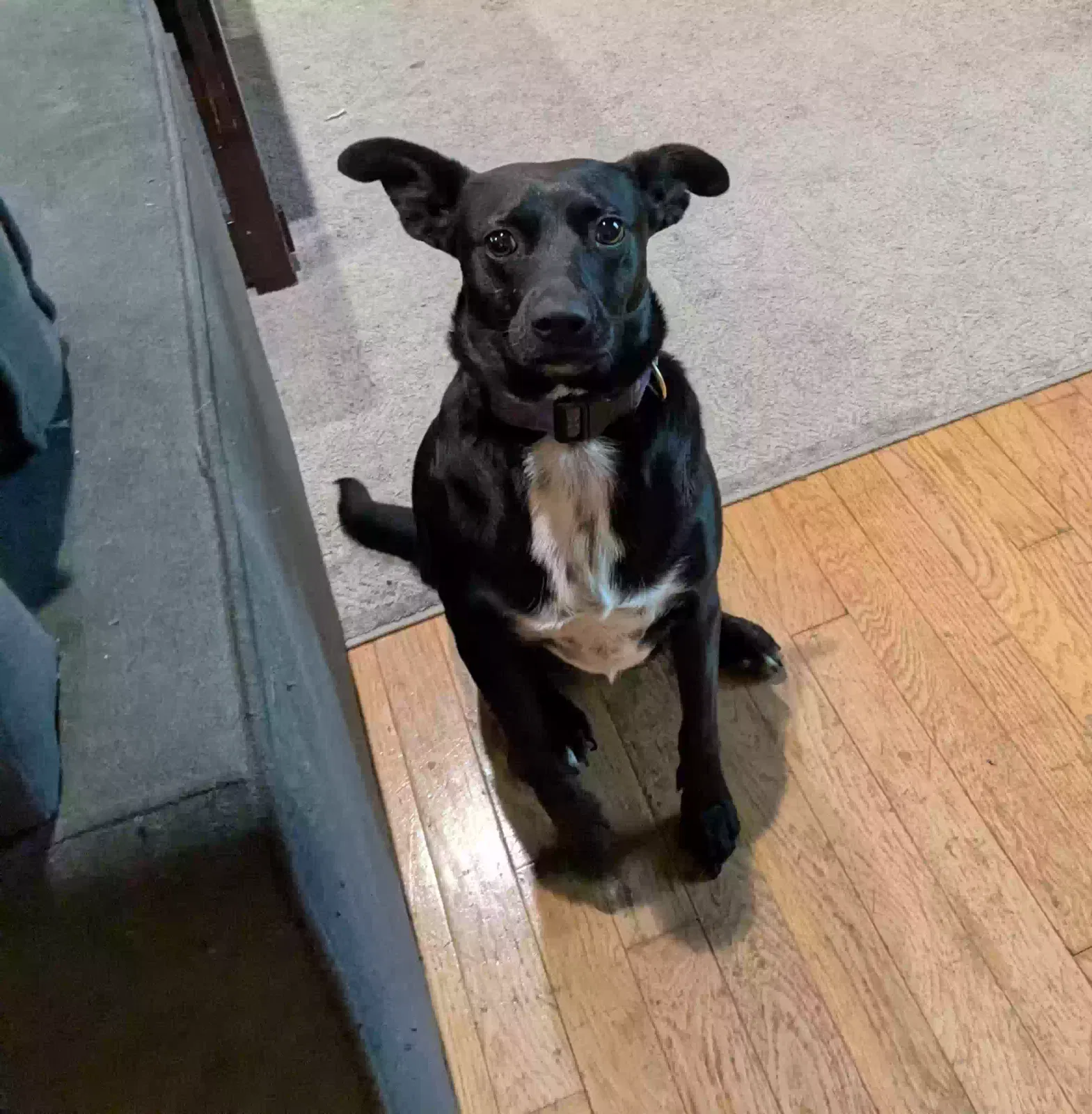 Dog, Terrier/ Collie Dog for adoption in Camp Hill, PA, 17011