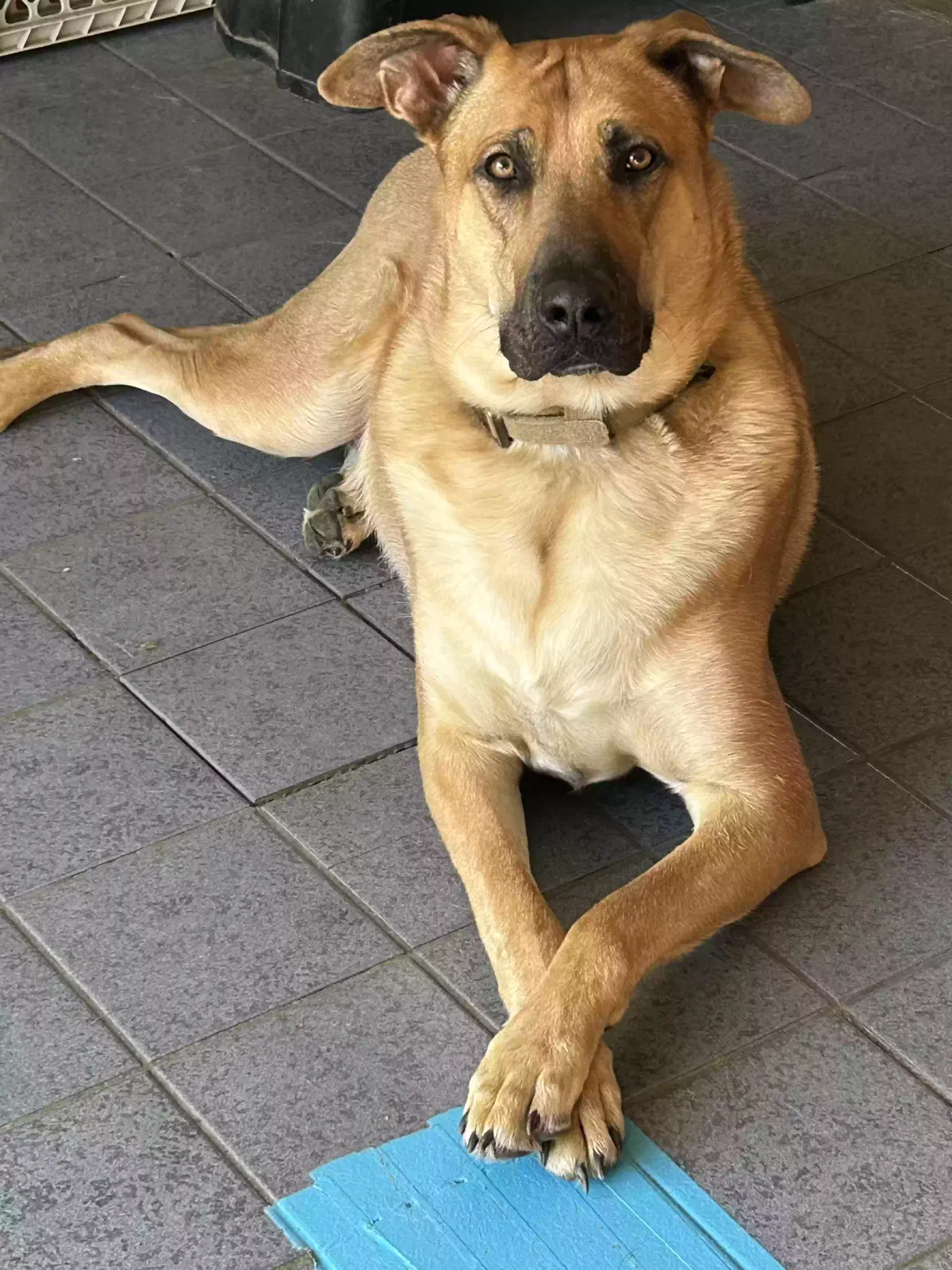 Otto, Unknown Dog for adoption in Saint Charles, IL, 60175