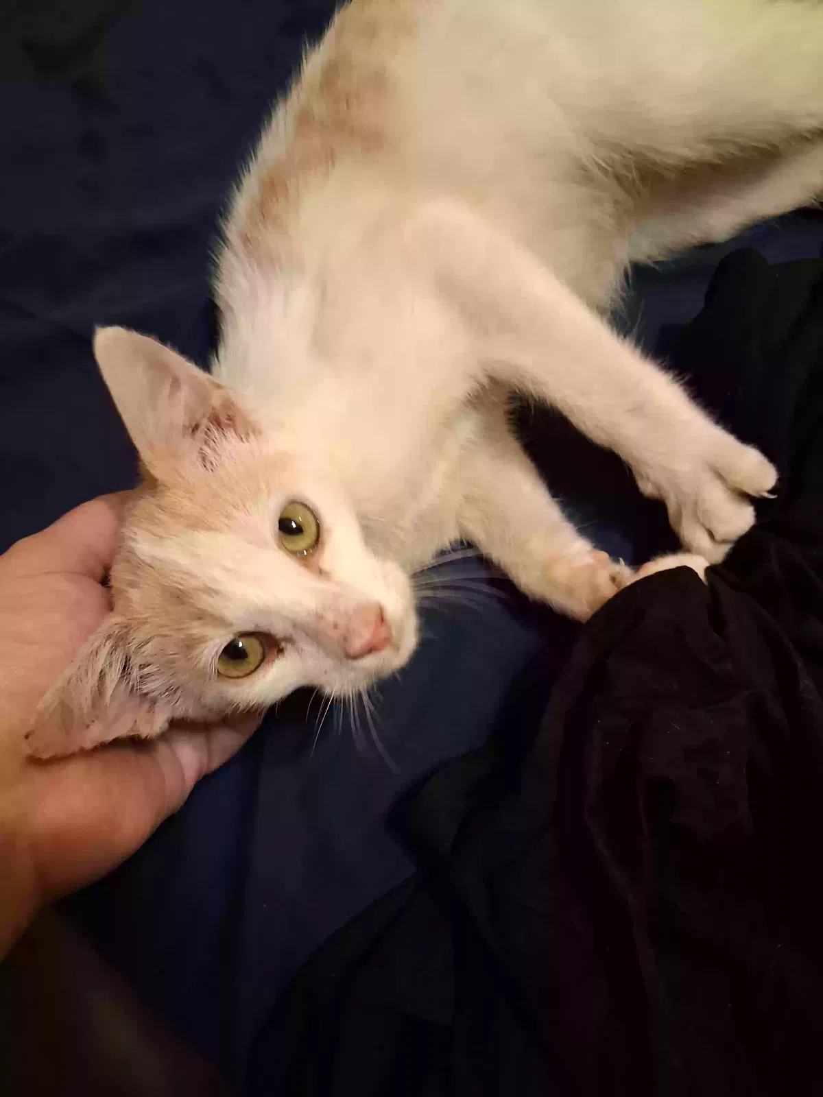 Cat, Unknown Cat for adoption in Sheridan, AR, 72150