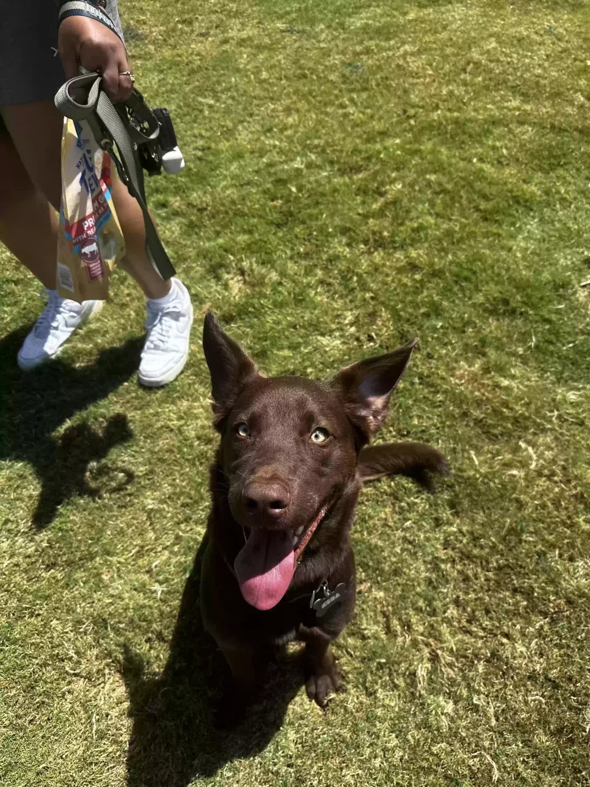 Koda, Unknown Dog for adoption in Denton, TX, 76209