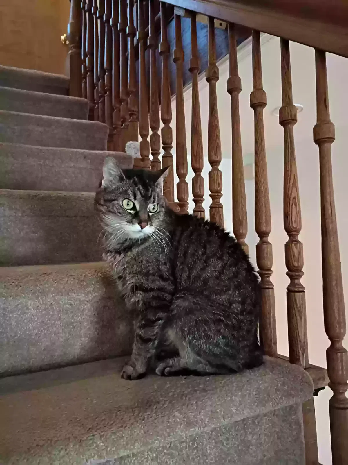 Gigi, Tabby Cat for adoption in Stanhope, NJ, 7874