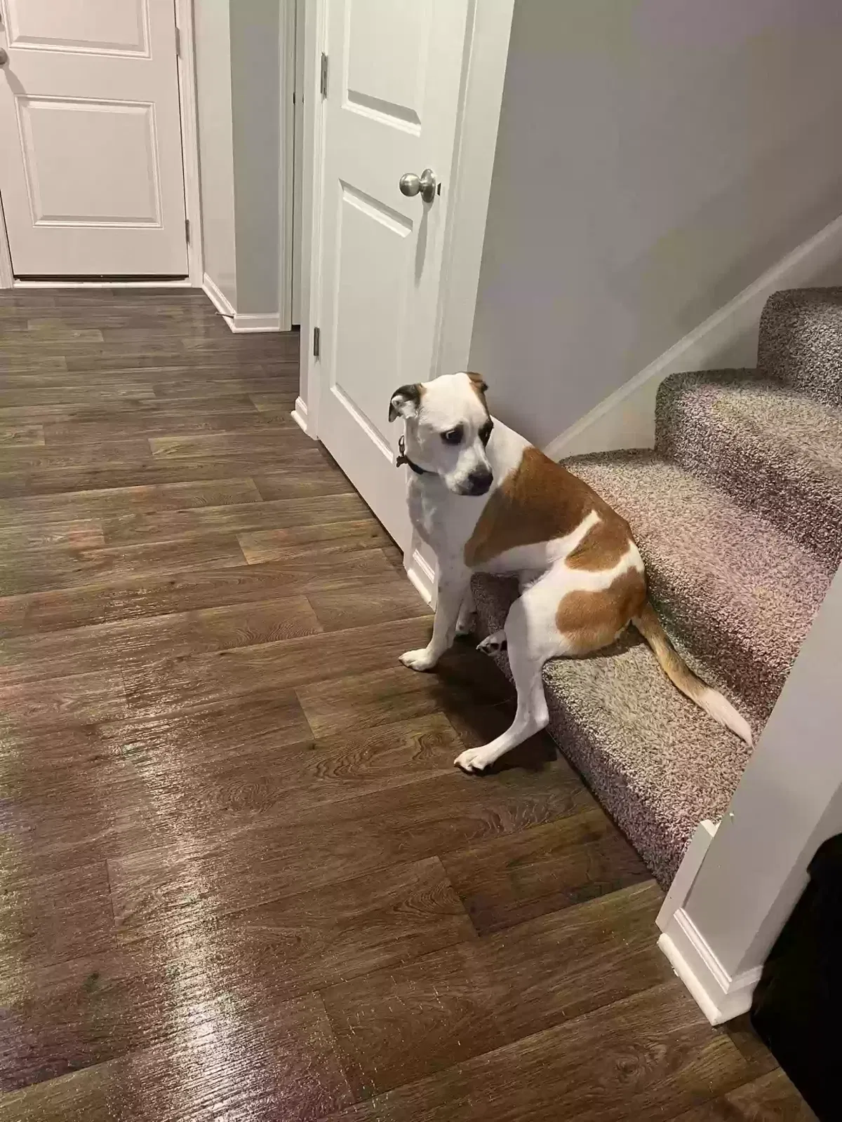 Dog, Pit mix Dog for adoption in Joliet, IL, 60431