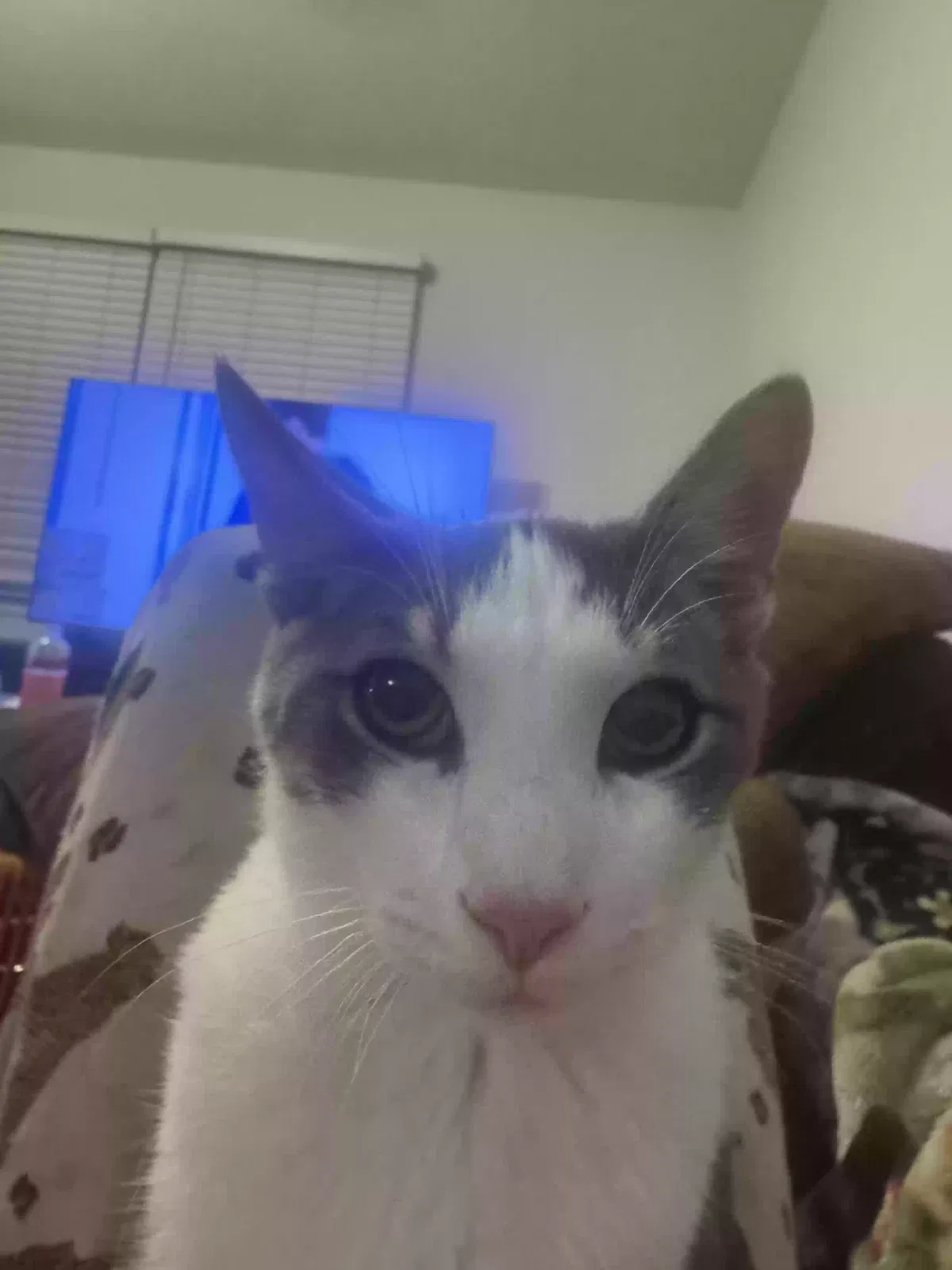 Stella, Unknown Cat for adoption in Raleigh, NC, 27616