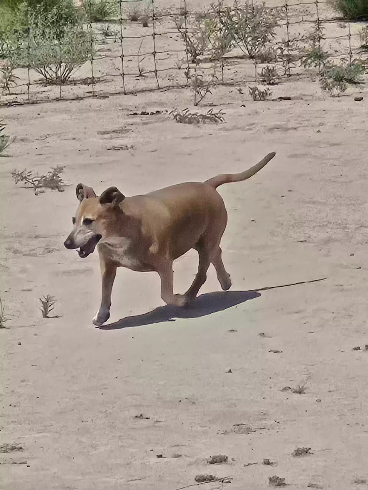 Trudy, Unknown Dog for adoption in Imperial, TX, 79743