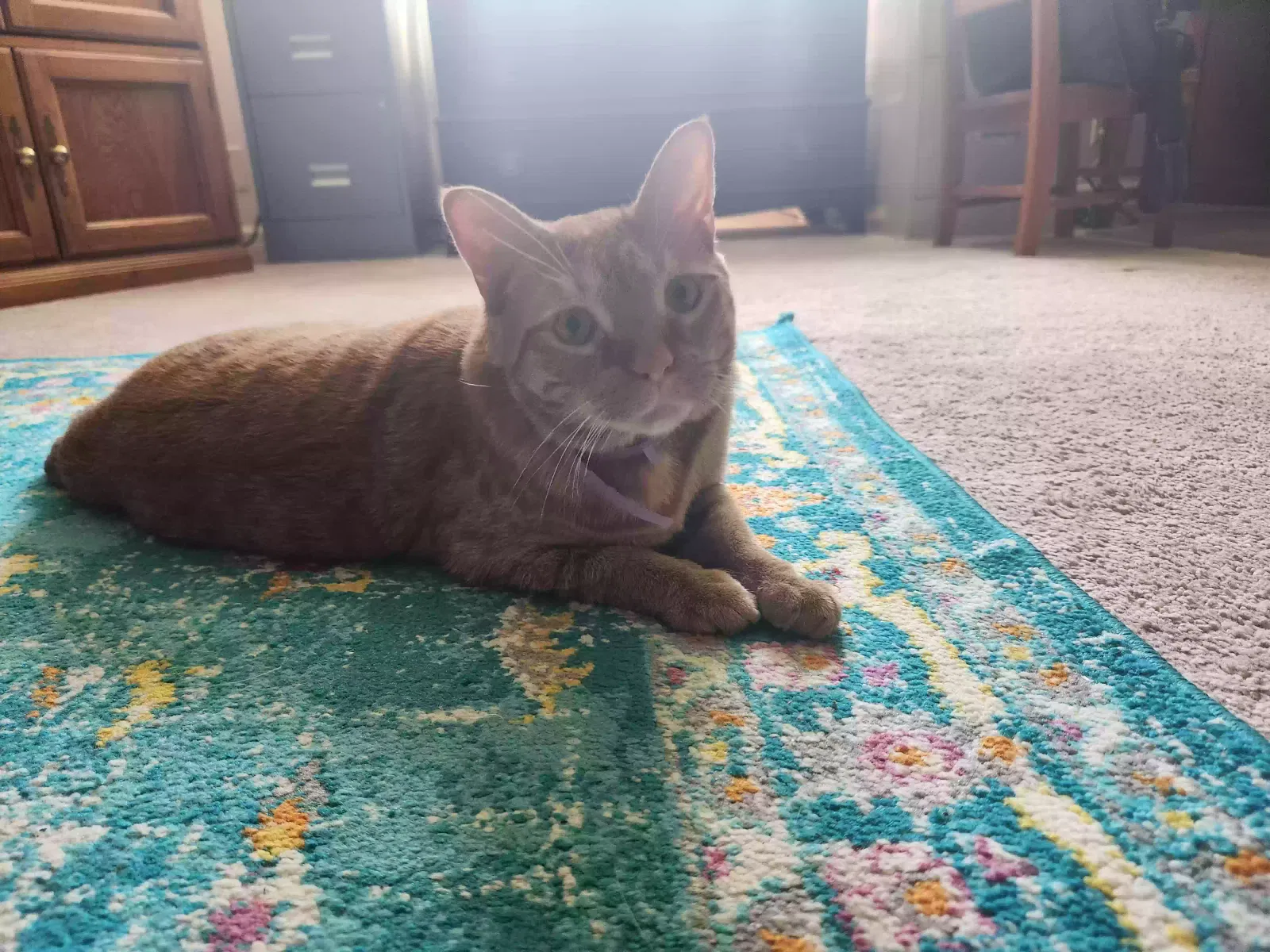 Cat, Tabby Cat for adoption in Nashville, TN, 37221