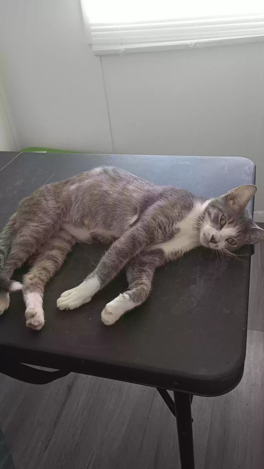 Vanessa, Short hair Cat for adoption in Lakeland, FL, 33815