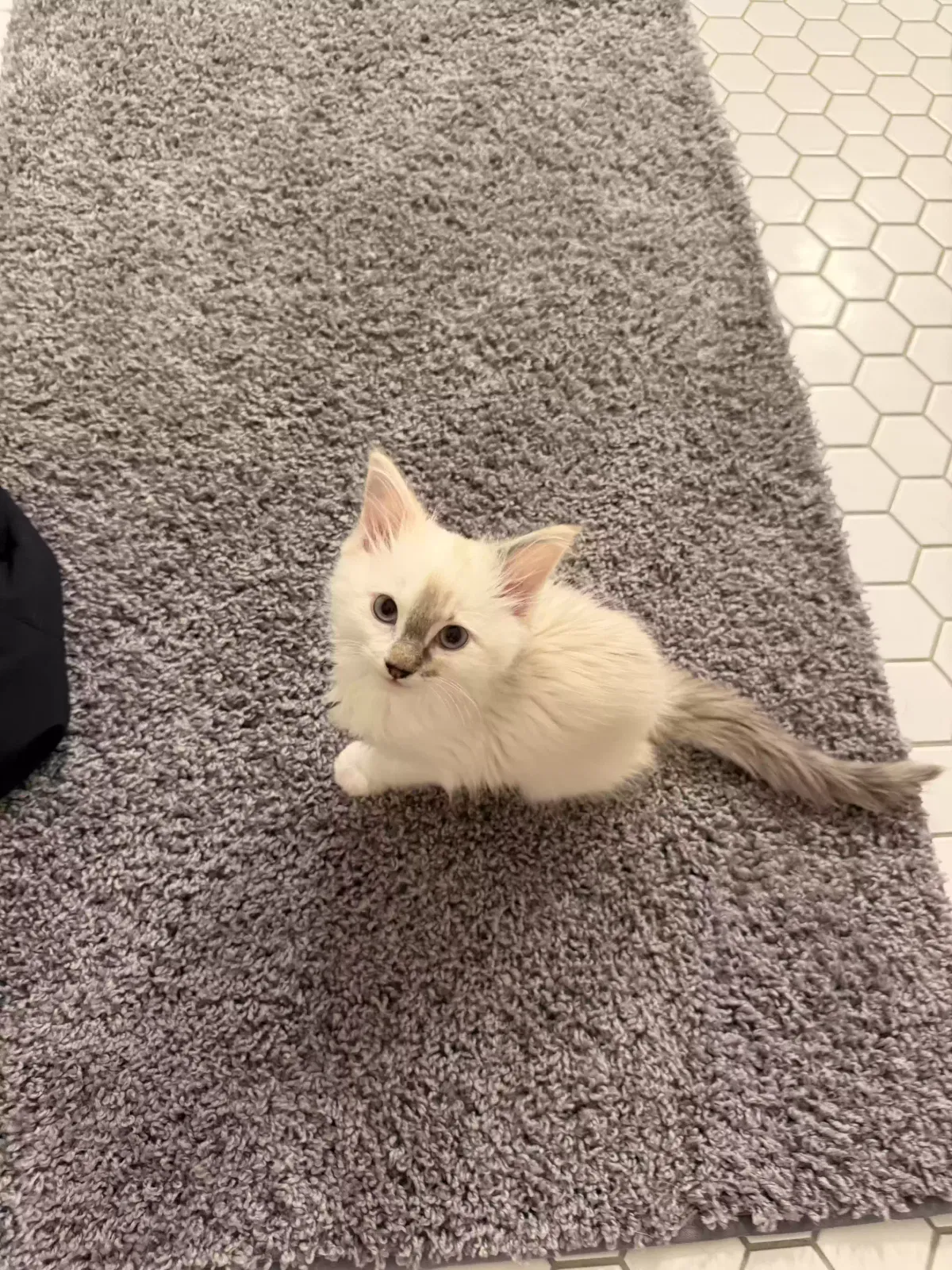 Lily, Domestic shorthaired Cat for adoption in Raleigh, NC, 27610