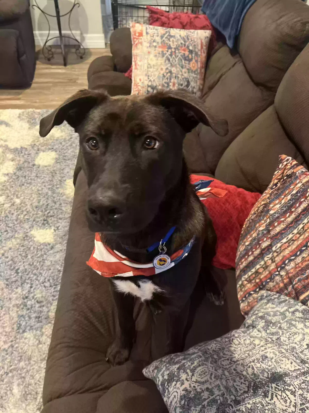 Bucky, Lab-shepard/malinios mix Dog for adoption in Land O Lakes, FL, 34638