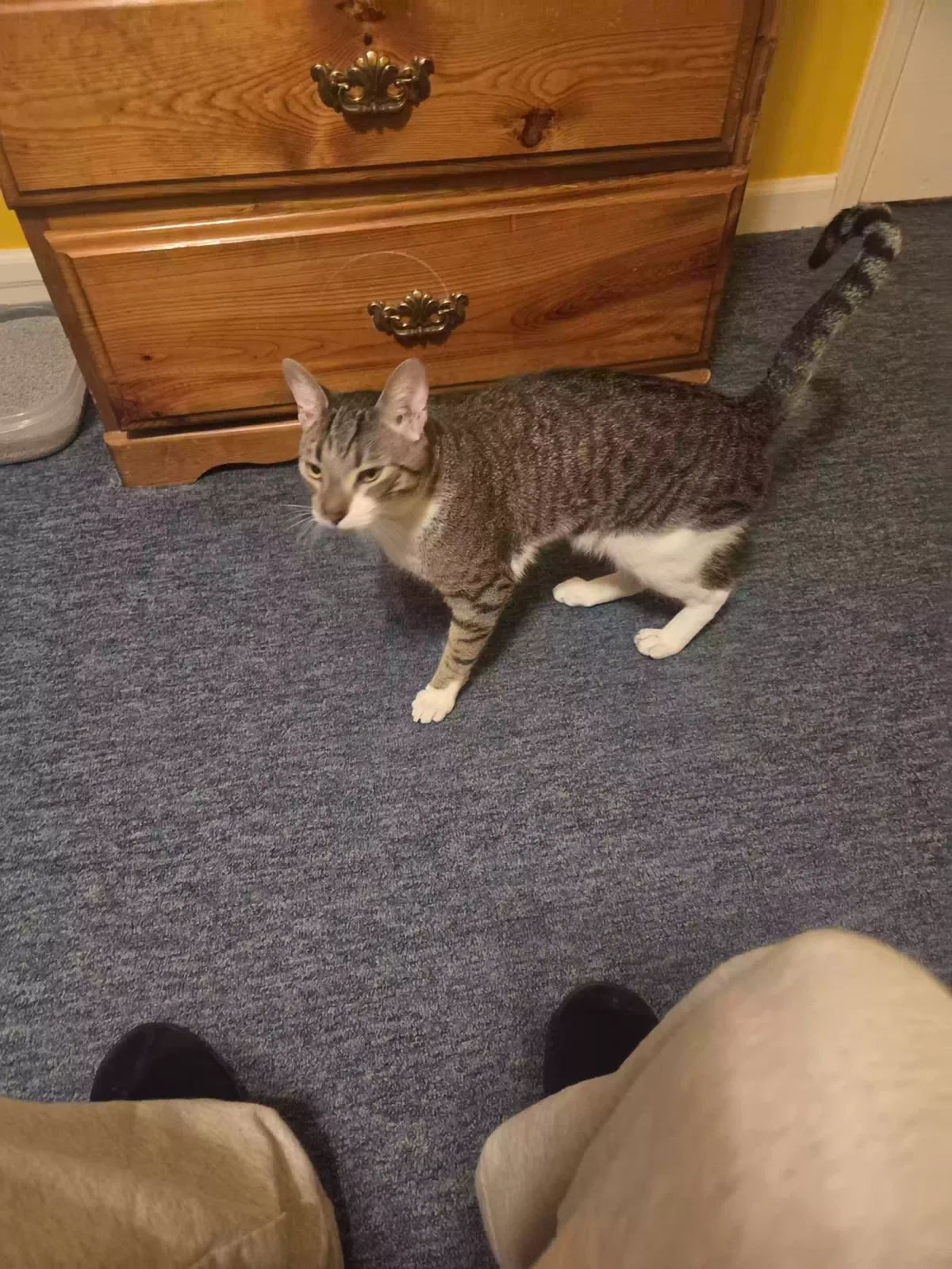 Cat, Tabby Cat for adoption in Stone Mountain, GA, 30088