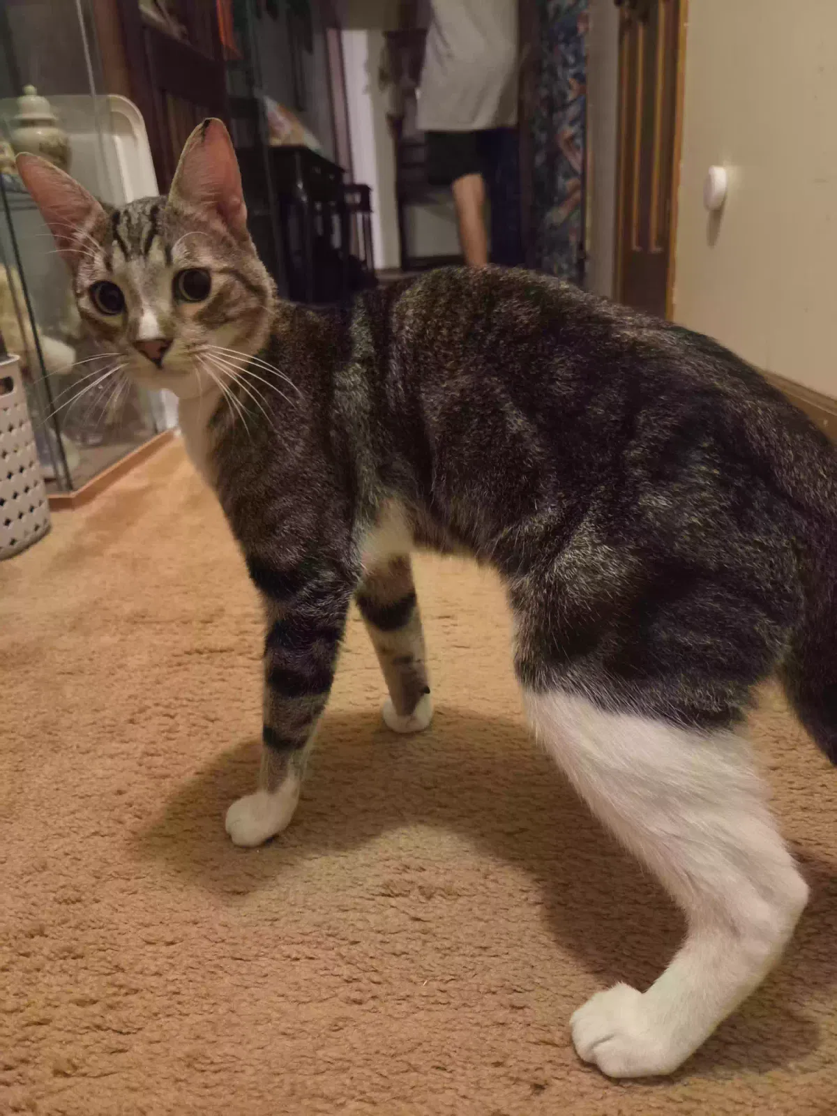 Cat, Unknown Cat for adoption in Stone Mountain, GA, 30088