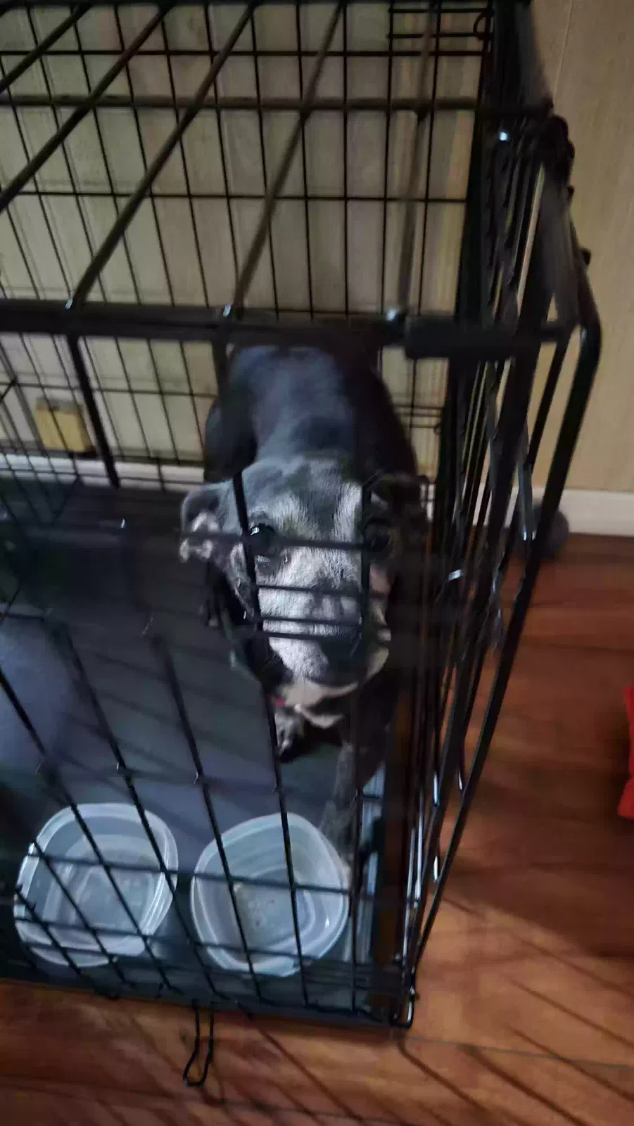 Buddy, Chiweenie Dog for adoption in Zephyrhills, FL, 33542