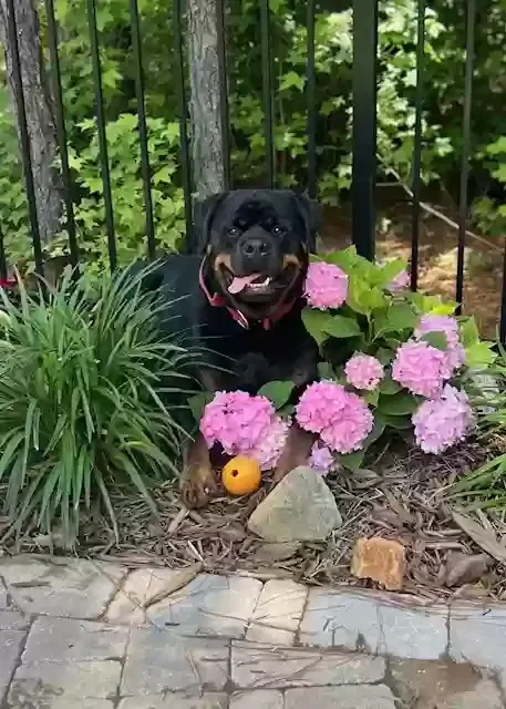 Arlo, Rottweiler Dog for adoption in Pittsboro, NC, 27312