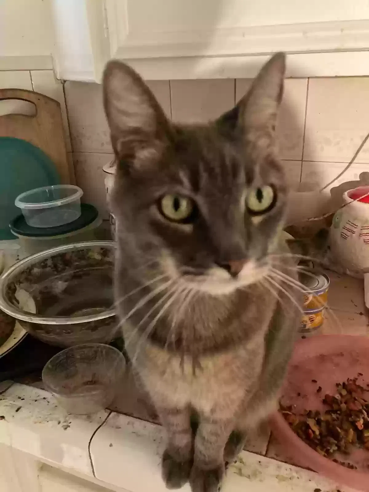 Olive, domestic shorthair Cat for adoption in Anaheim, CA, 92801