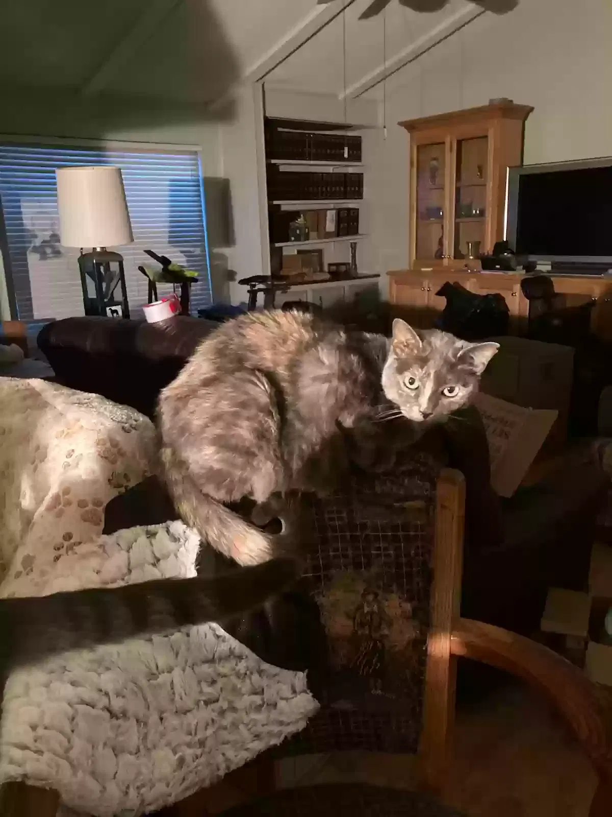 Mila, domestic shorthair Cat for adoption in Anaheim, CA, 92801