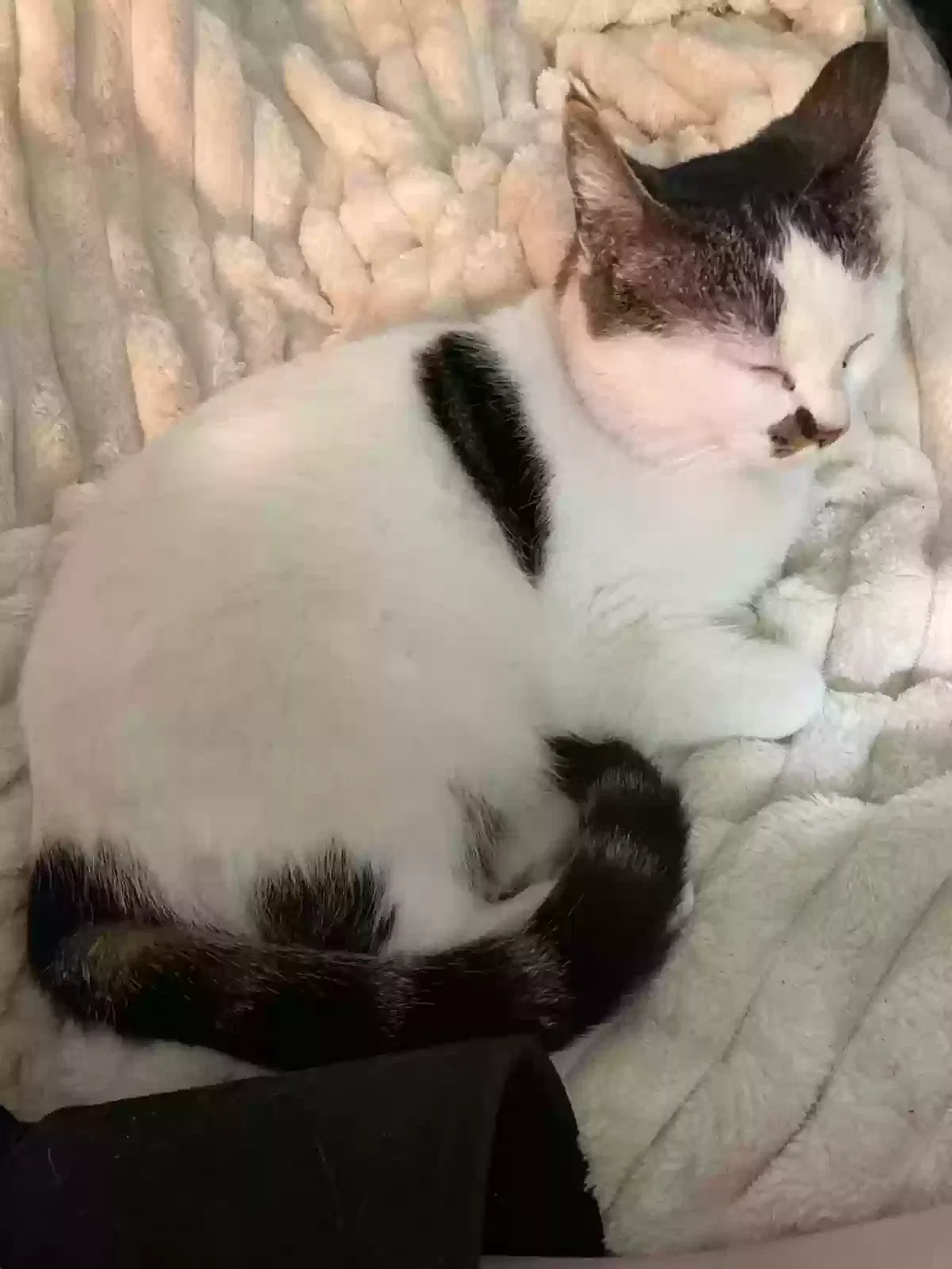 Sally, domestic shorthair Cat for adoption in Anaheim, CA, 92801