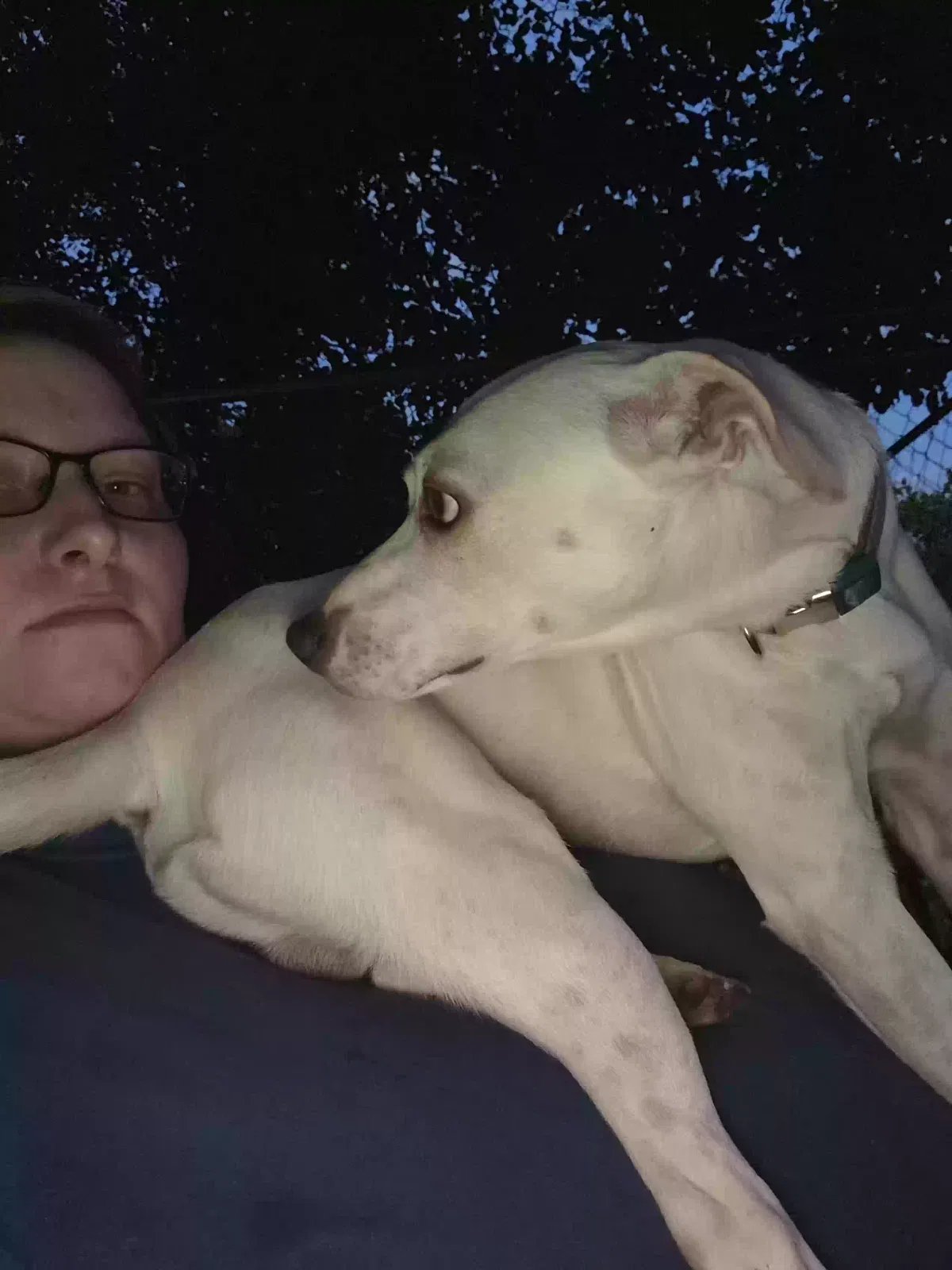 Milo, Unknown Dog for adoption in Connellys Springs, NC, 28612
