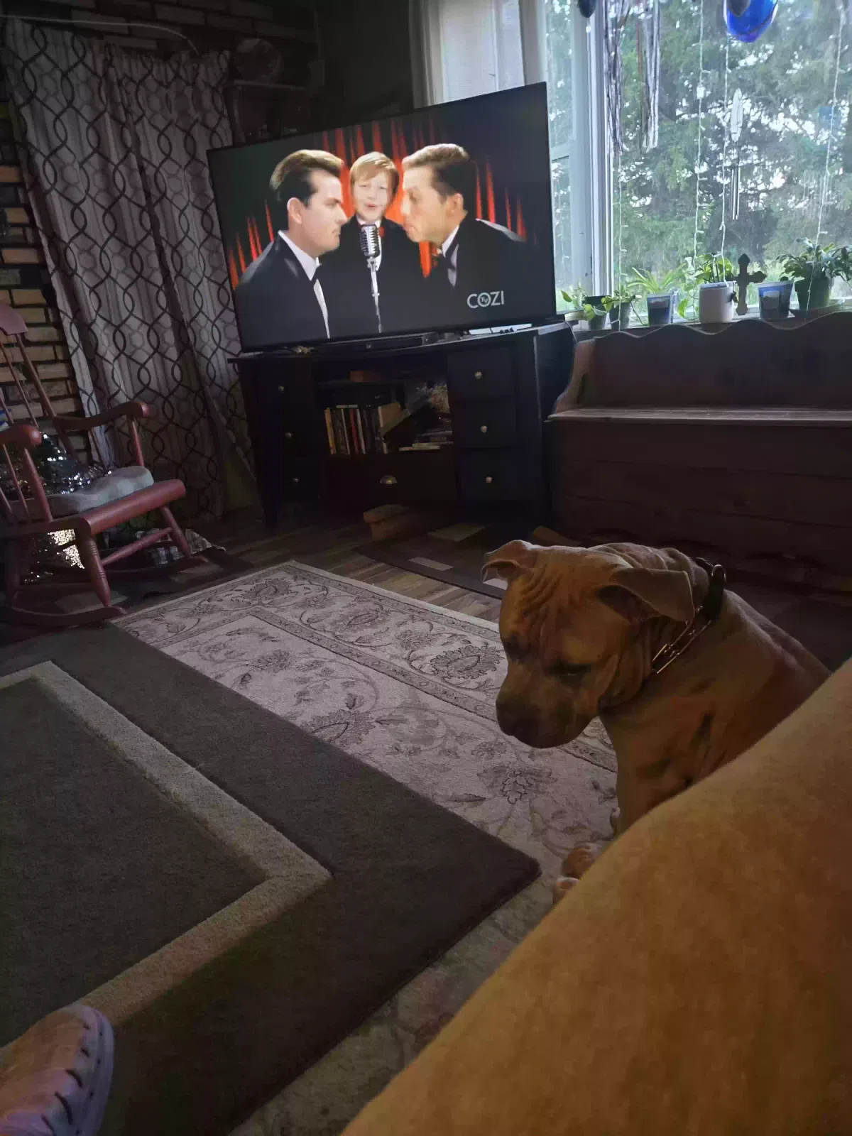 Dog, Pitbull staffsherier Dog for adoption in Alma Center, WI, 54611