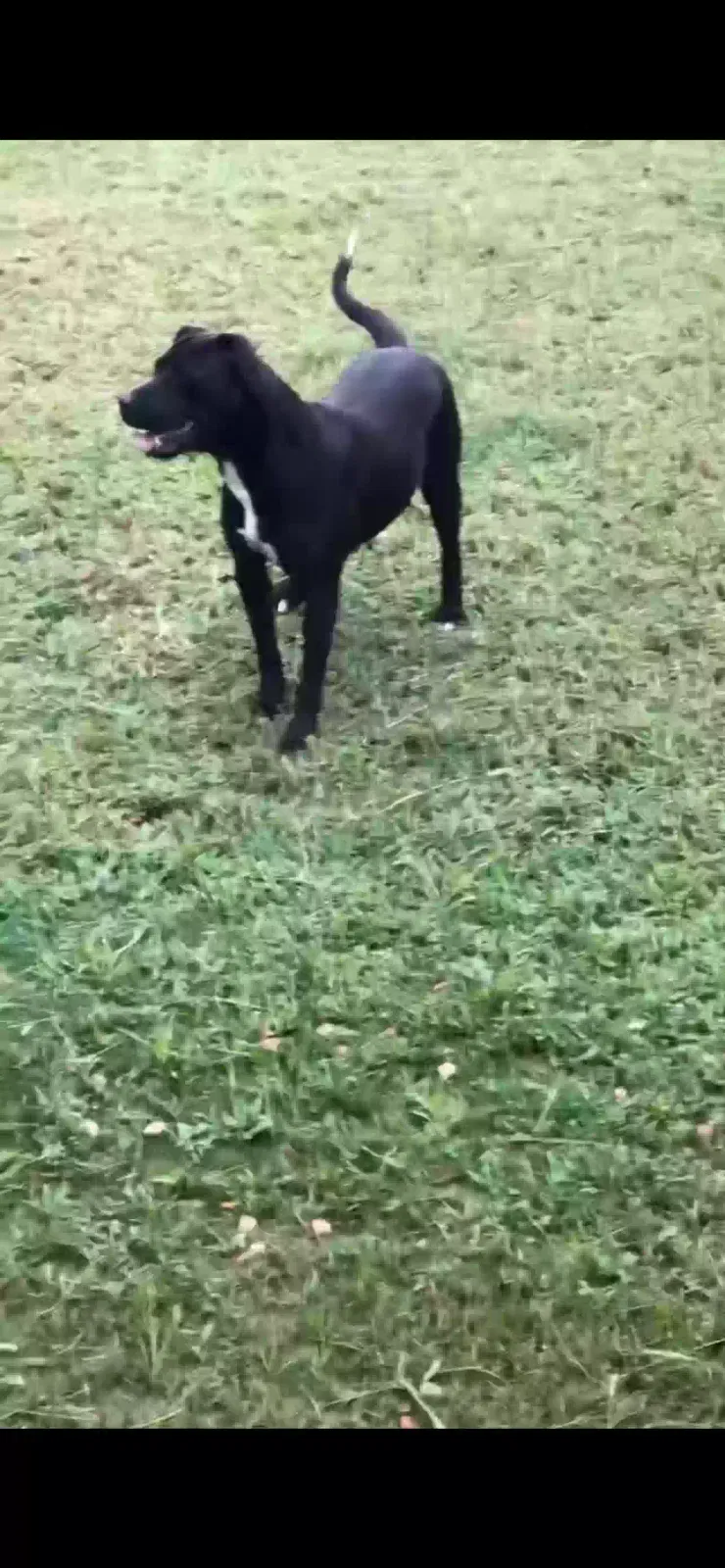 Royal, Mixed Dog for adoption in Calera, AL, 35040