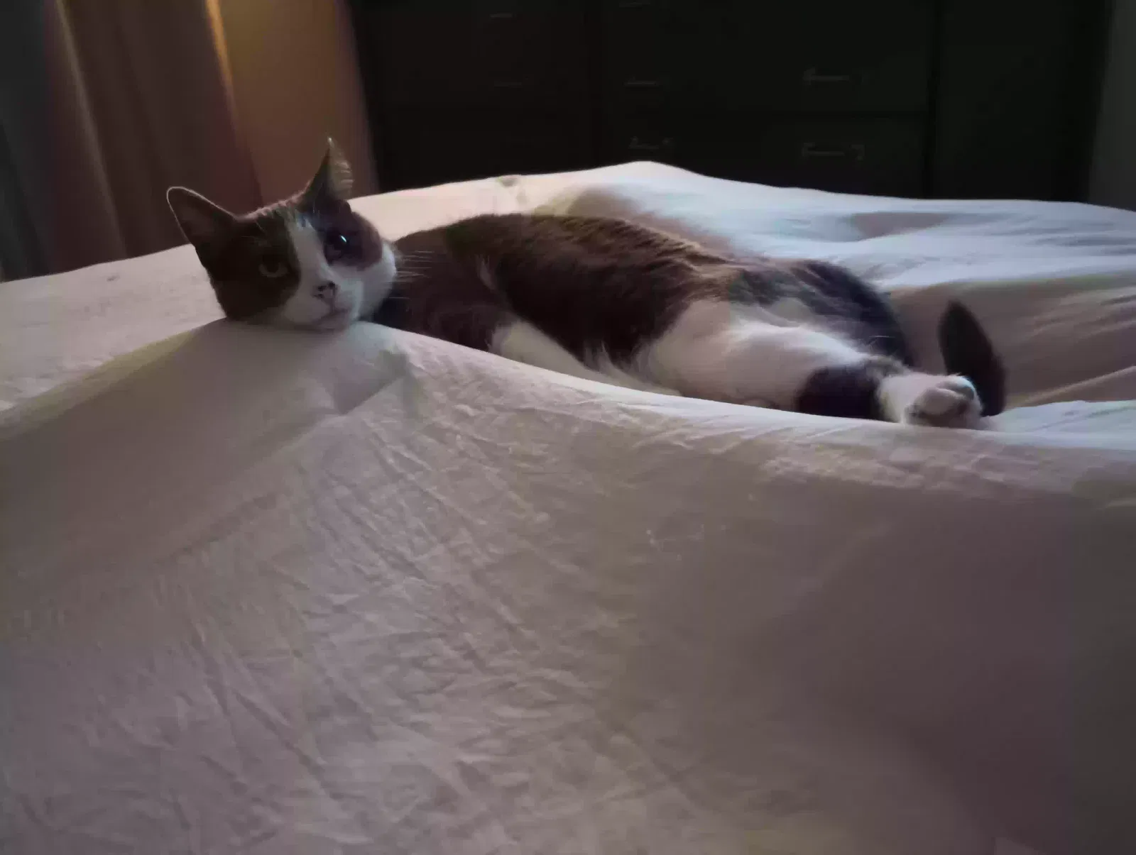 Kiki, short hair Cat for adoption in San Rafael, CA, 94901