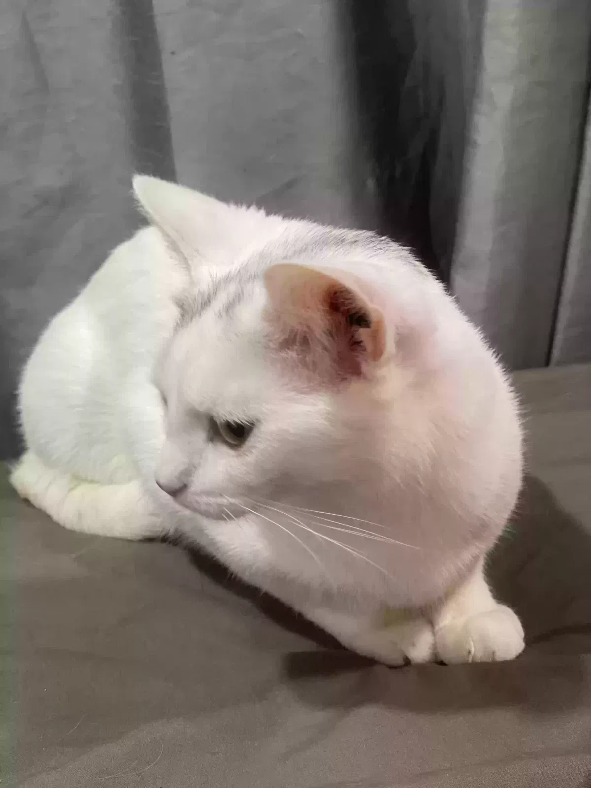 Lychee, Unknown Cat for adoption in Ozone Park, NY, 11416