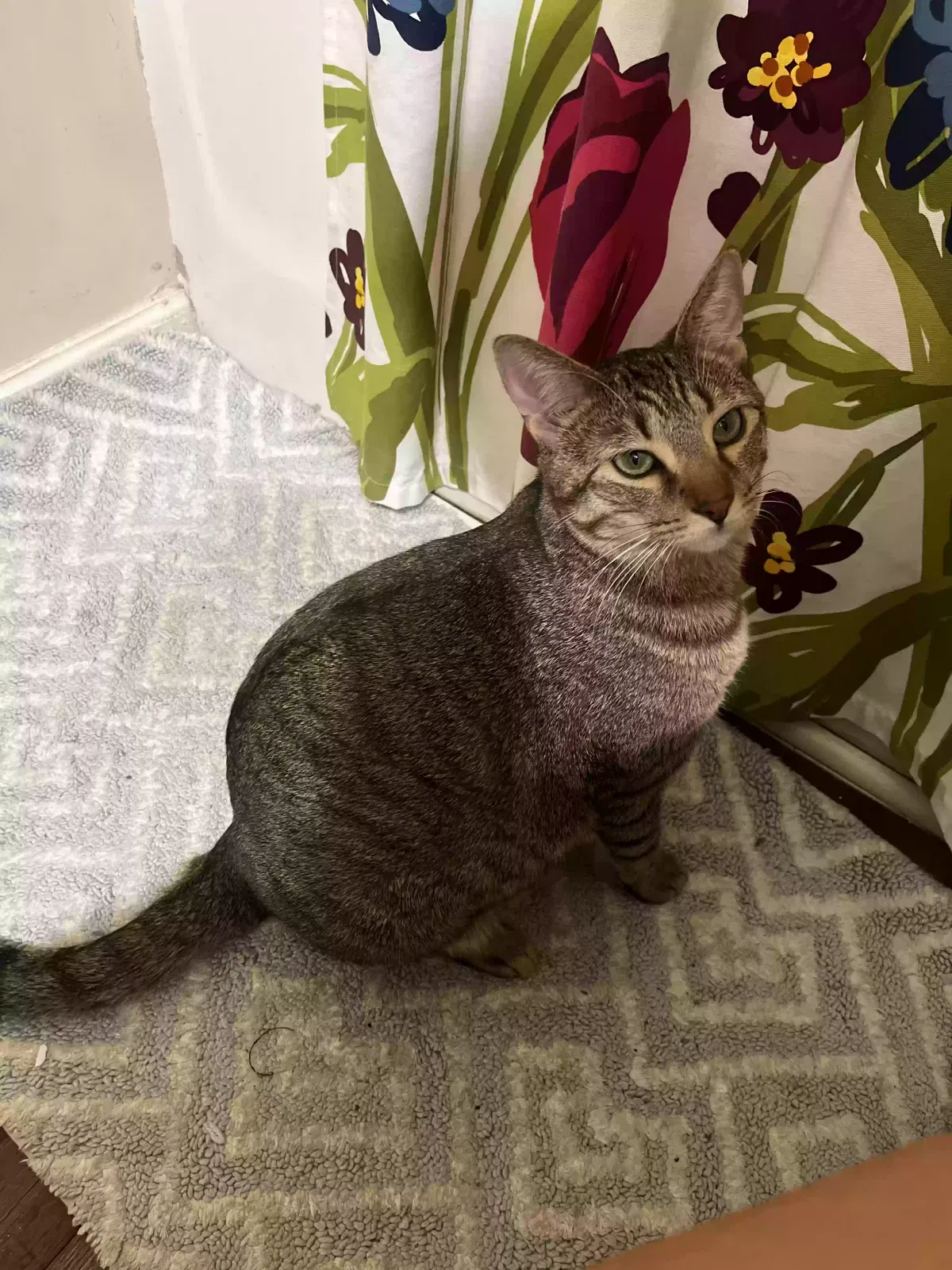 Cat, Domestic Shorthair Cat for adoption in Oakwood, GA, 30566